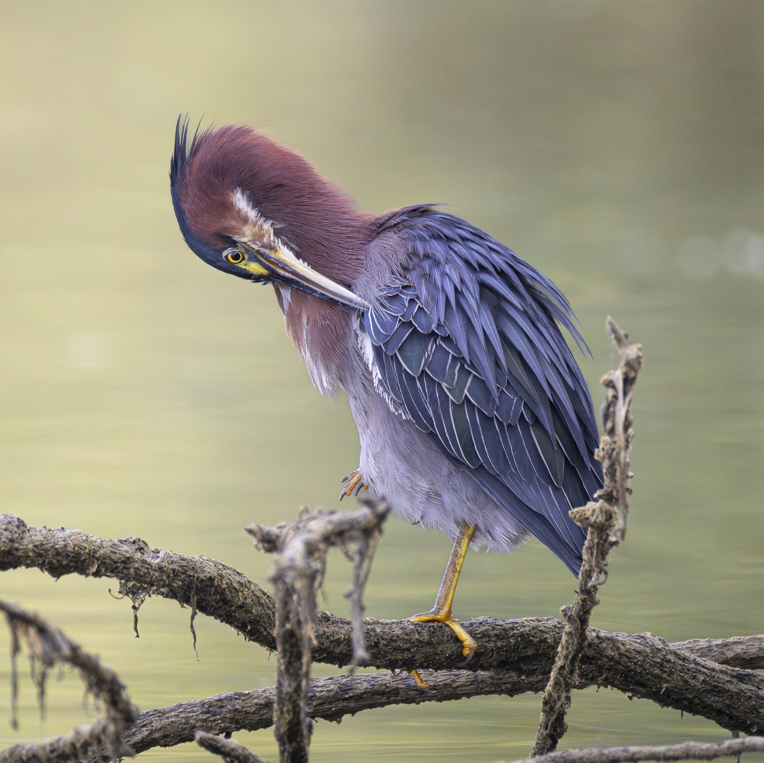 Website - Green Heron - Preening Green Heron.jpg