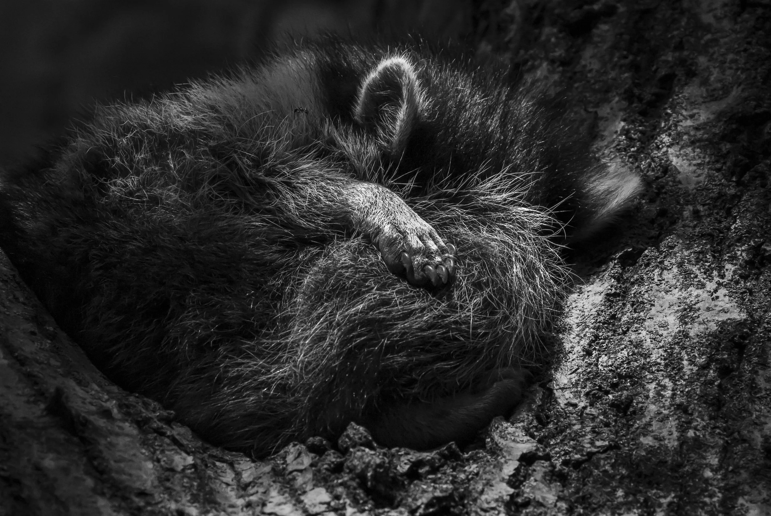 Website - Raccoons Paw.jpg