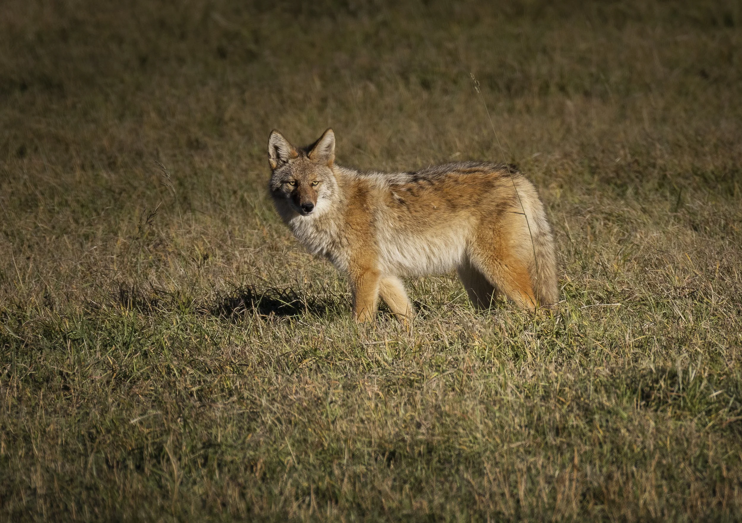 Website - Coyote - Scanning the Valley Floor.jpg
