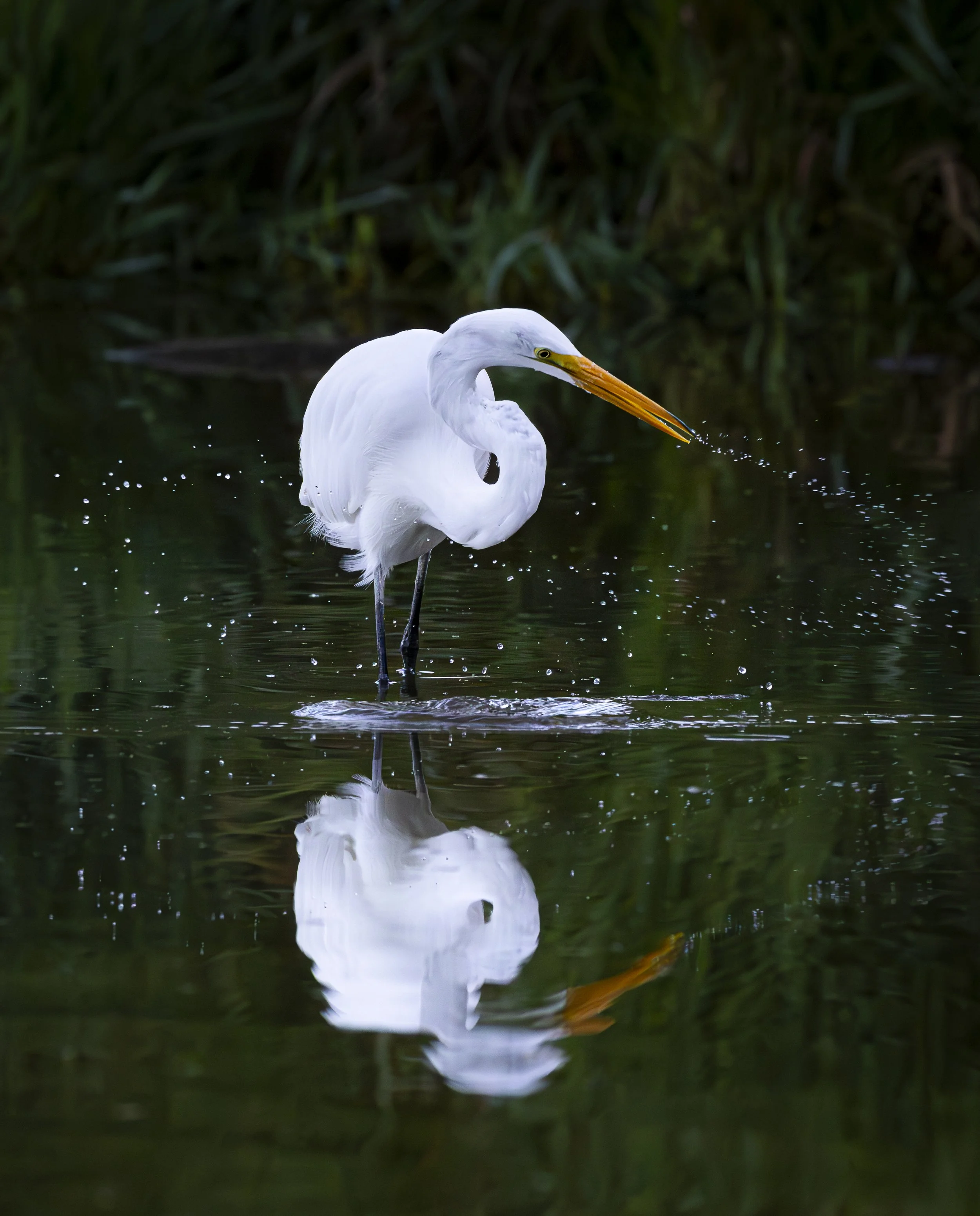 Website - Great Egret - Infinity Drops.jpg