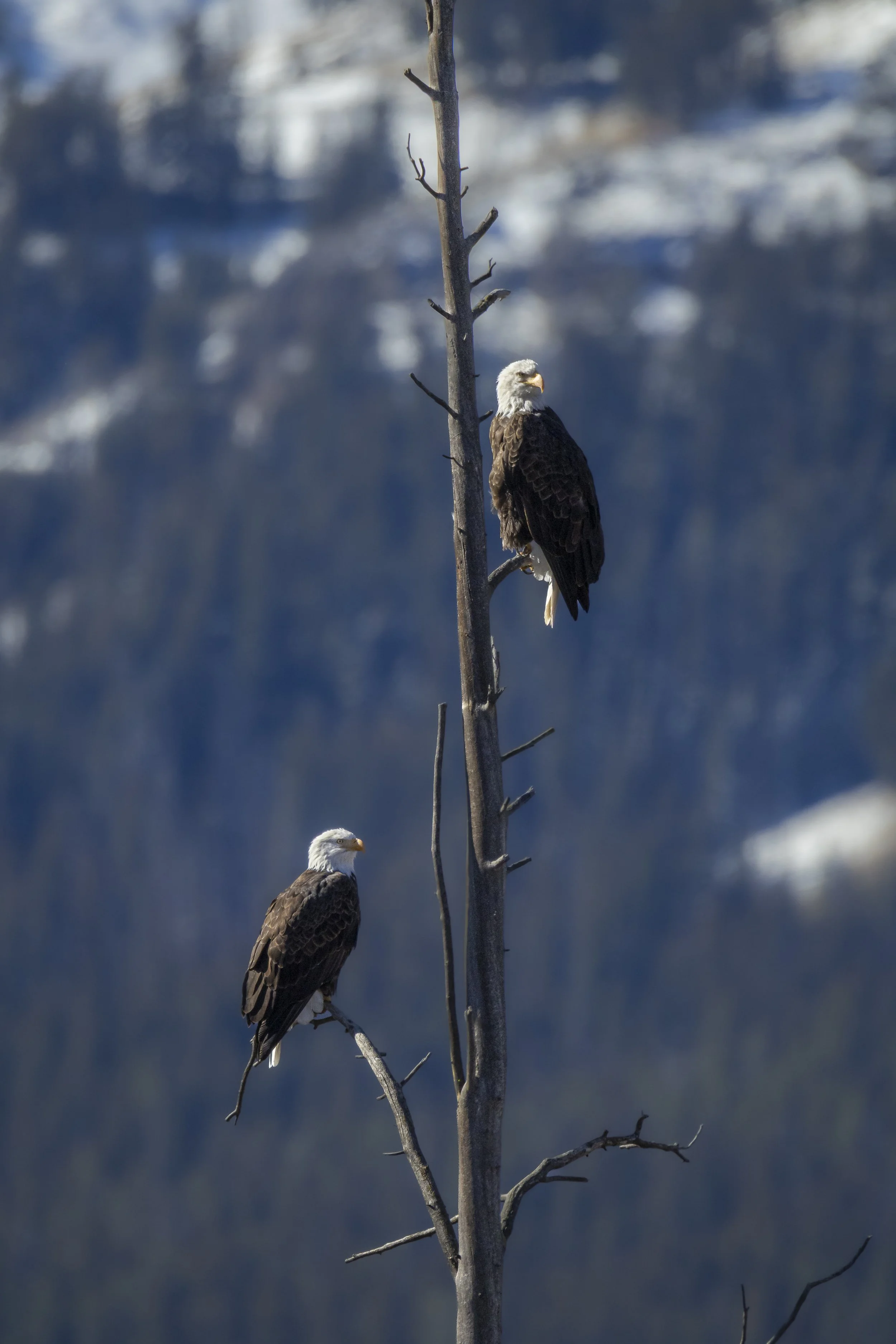 Website - Bald Eagle - Watching the Children.jpg