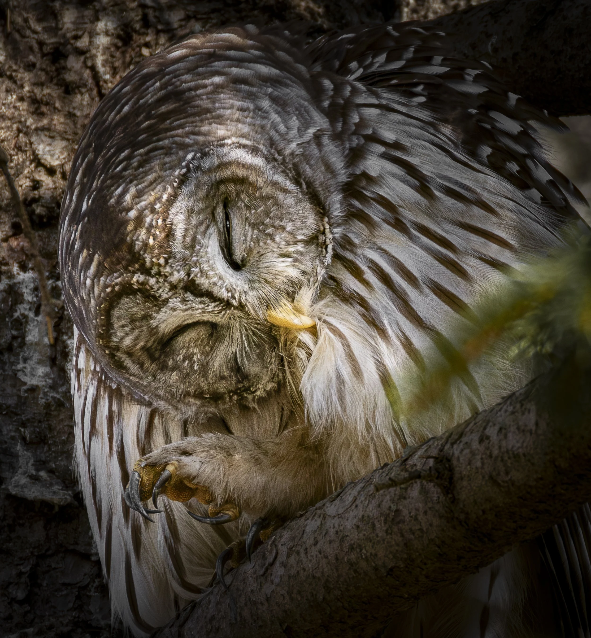 Website - Barred Owl - Mid Morning Itch.jpg