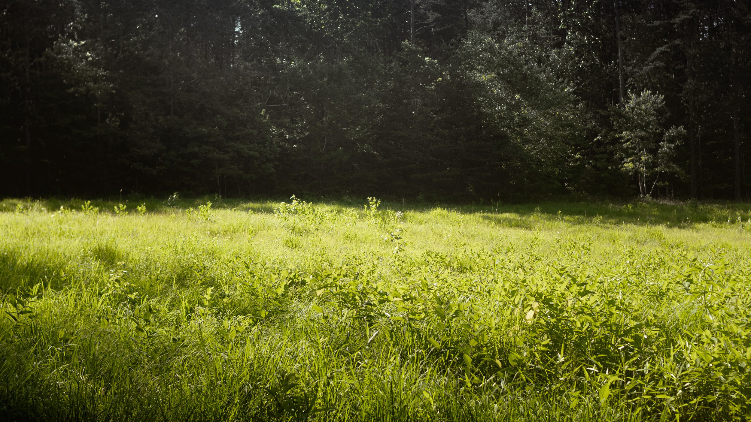 Forest_11.jpg