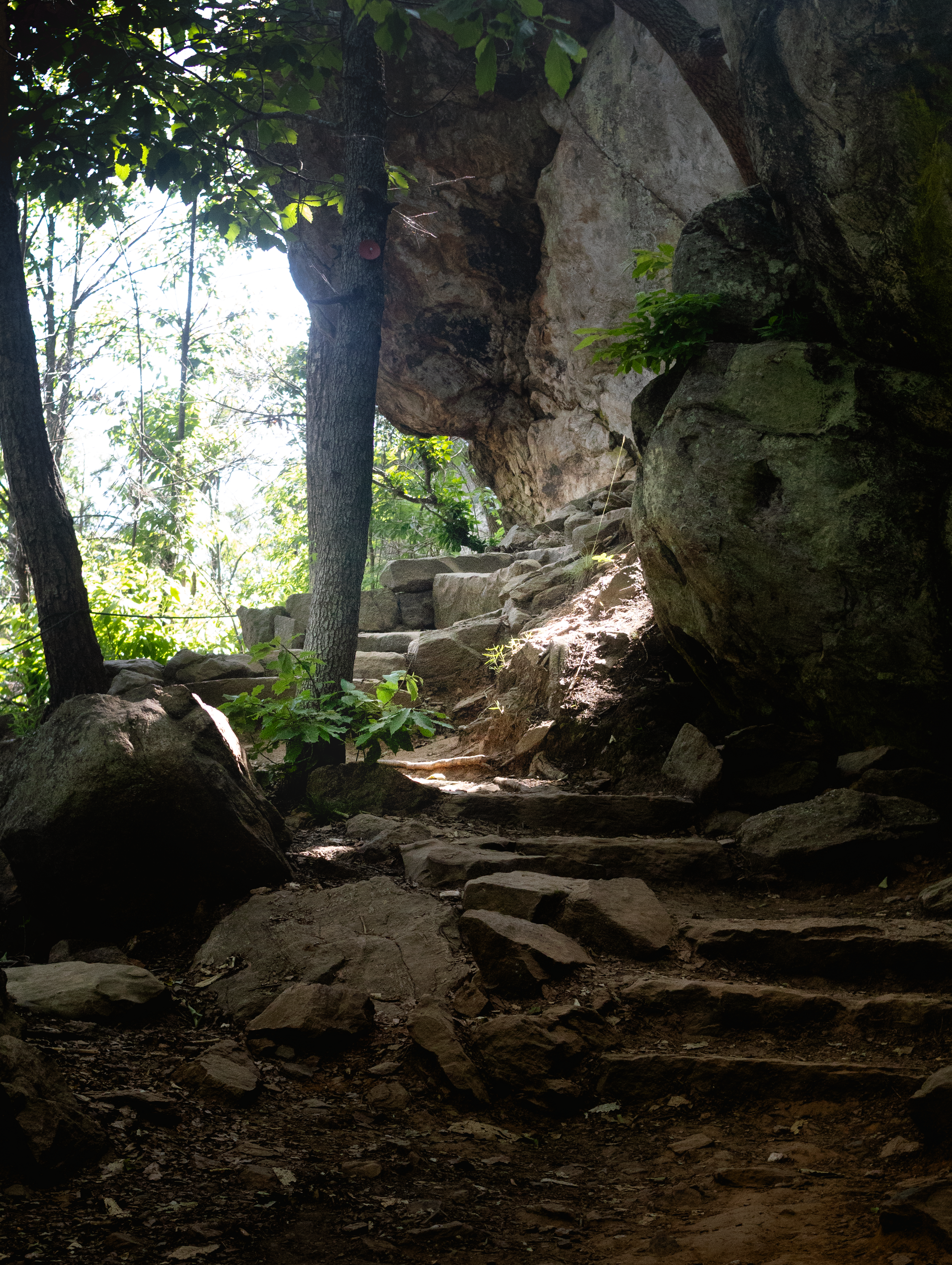 Forest_5.png