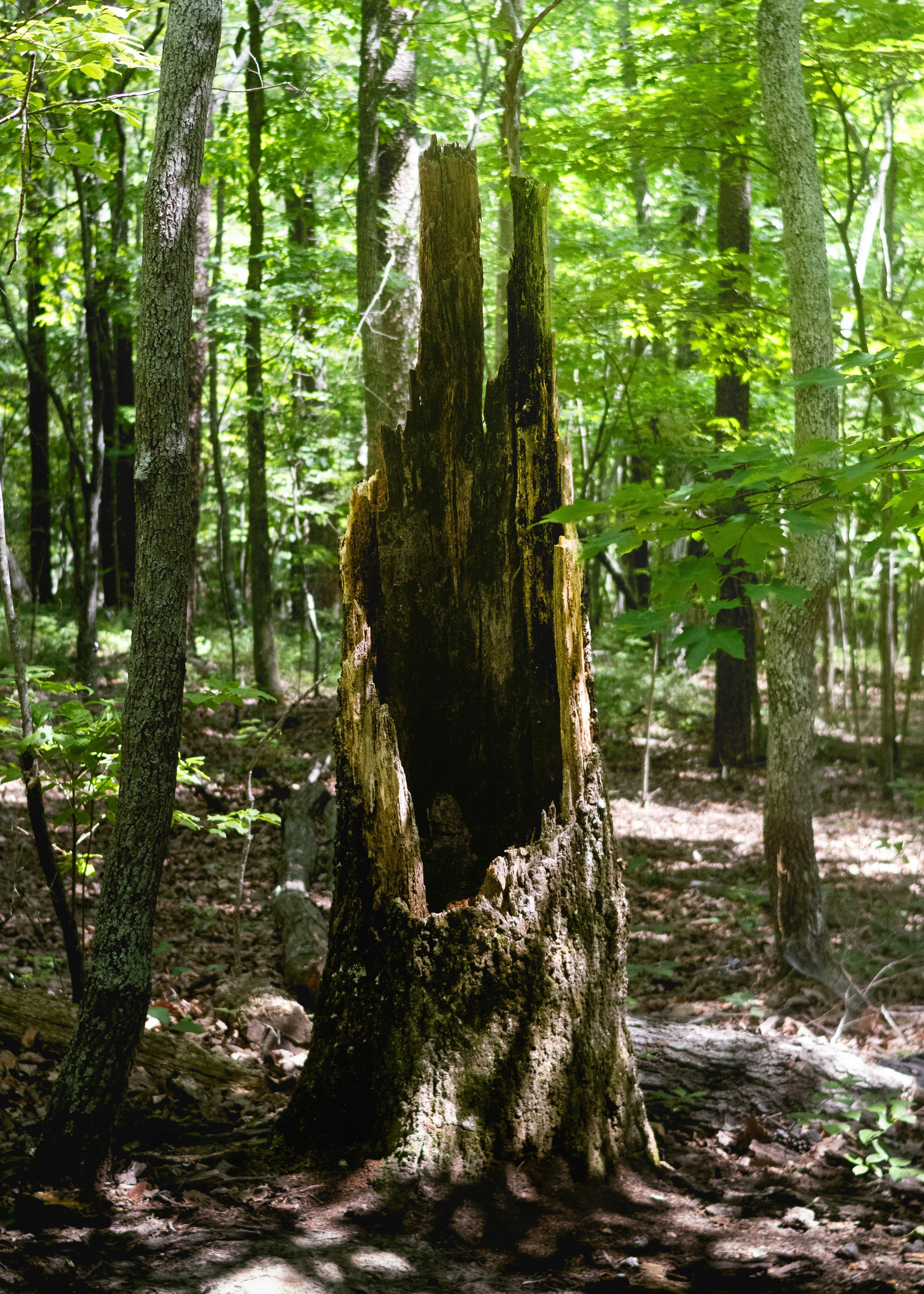 Forest_3.jpg