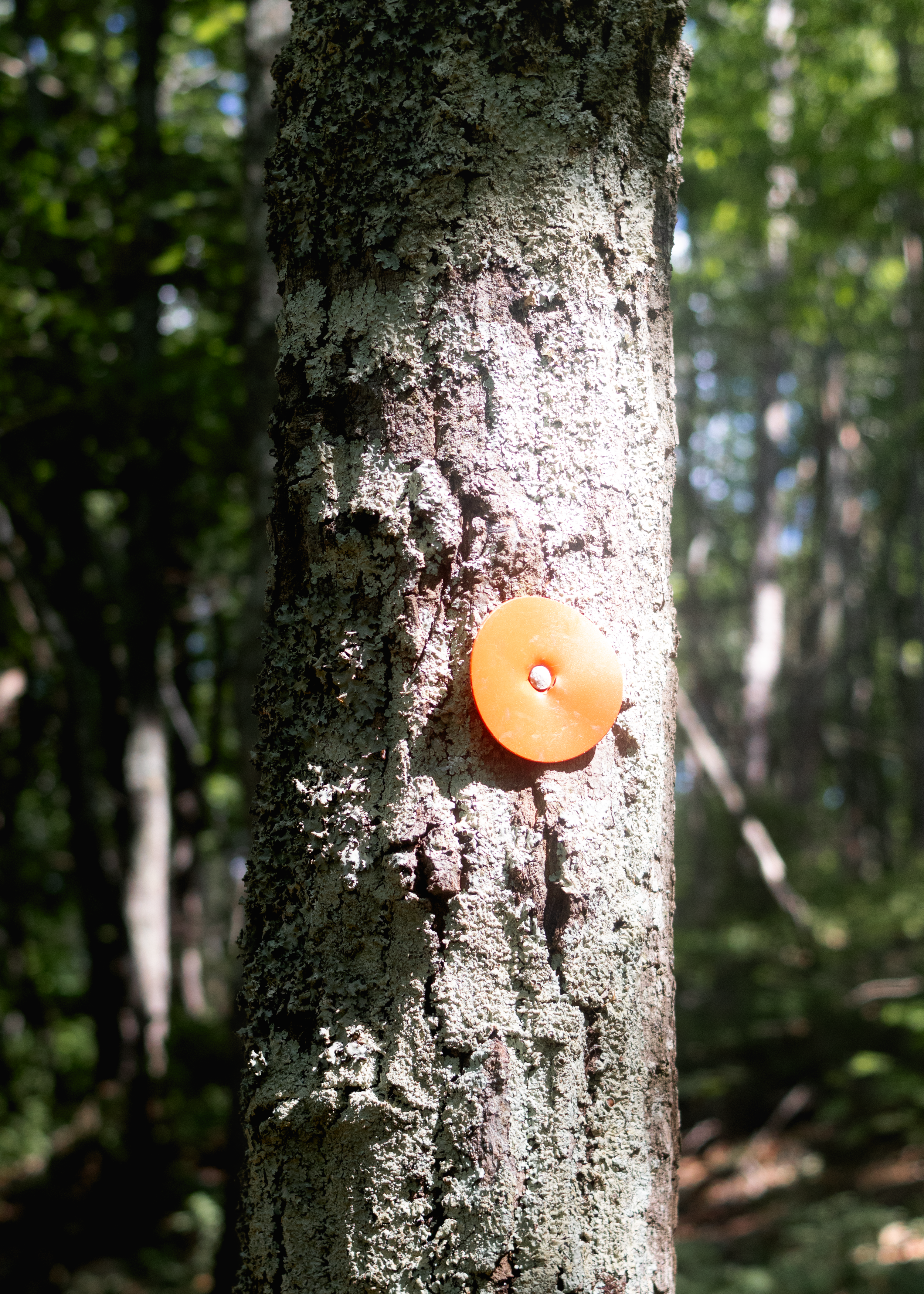 Forest_4.png