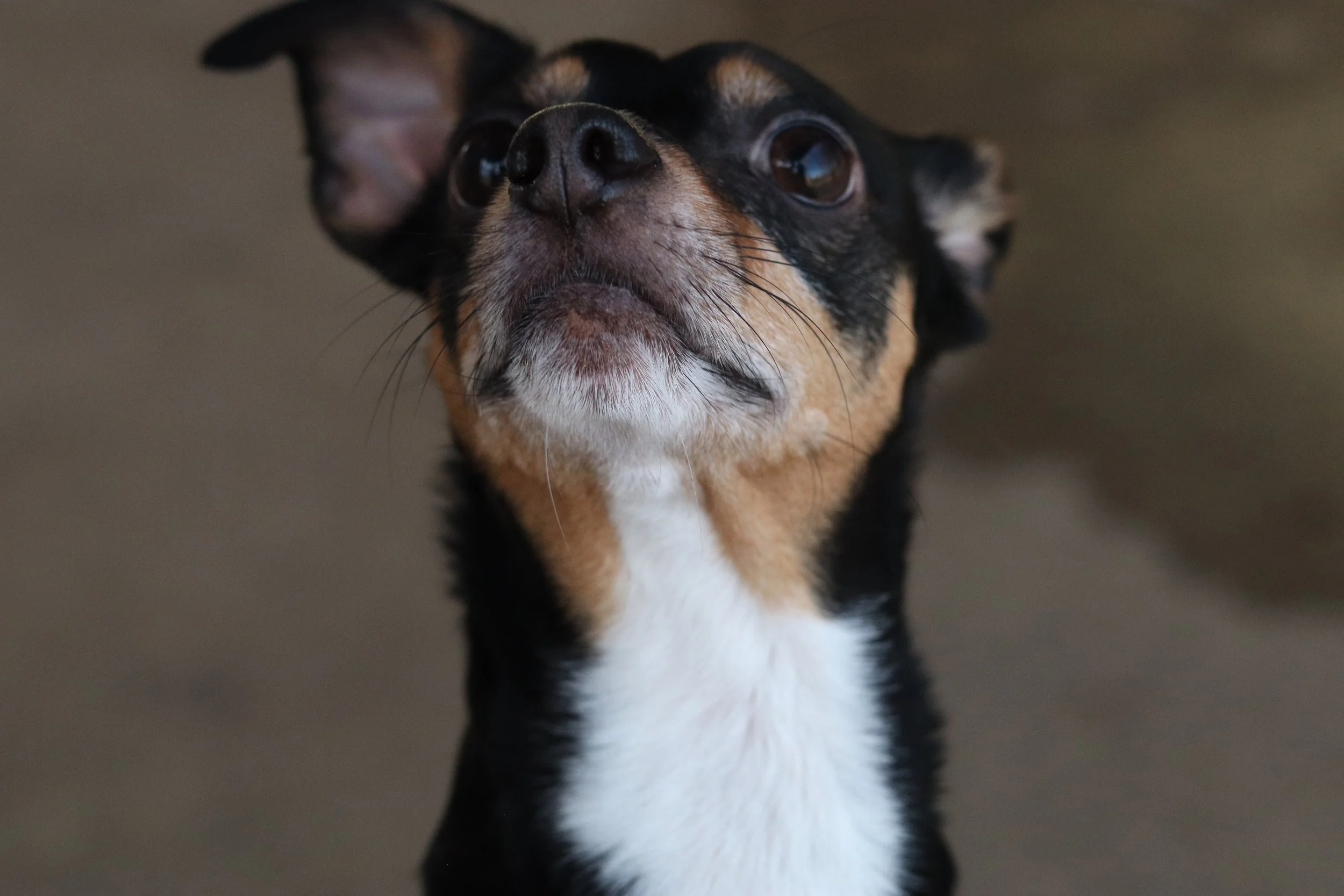 Doggy.jpg