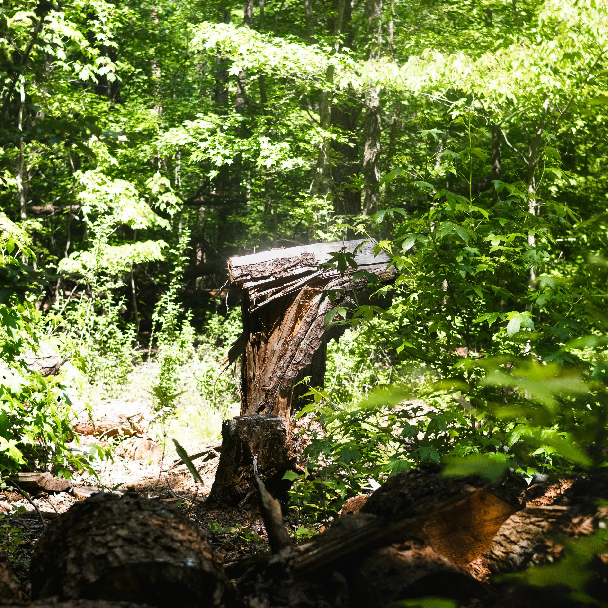 Forest_2.jpg