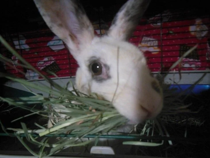 Close-up of a rabbit with black and white markings, inside a cage with hay and a red and black patterned background.