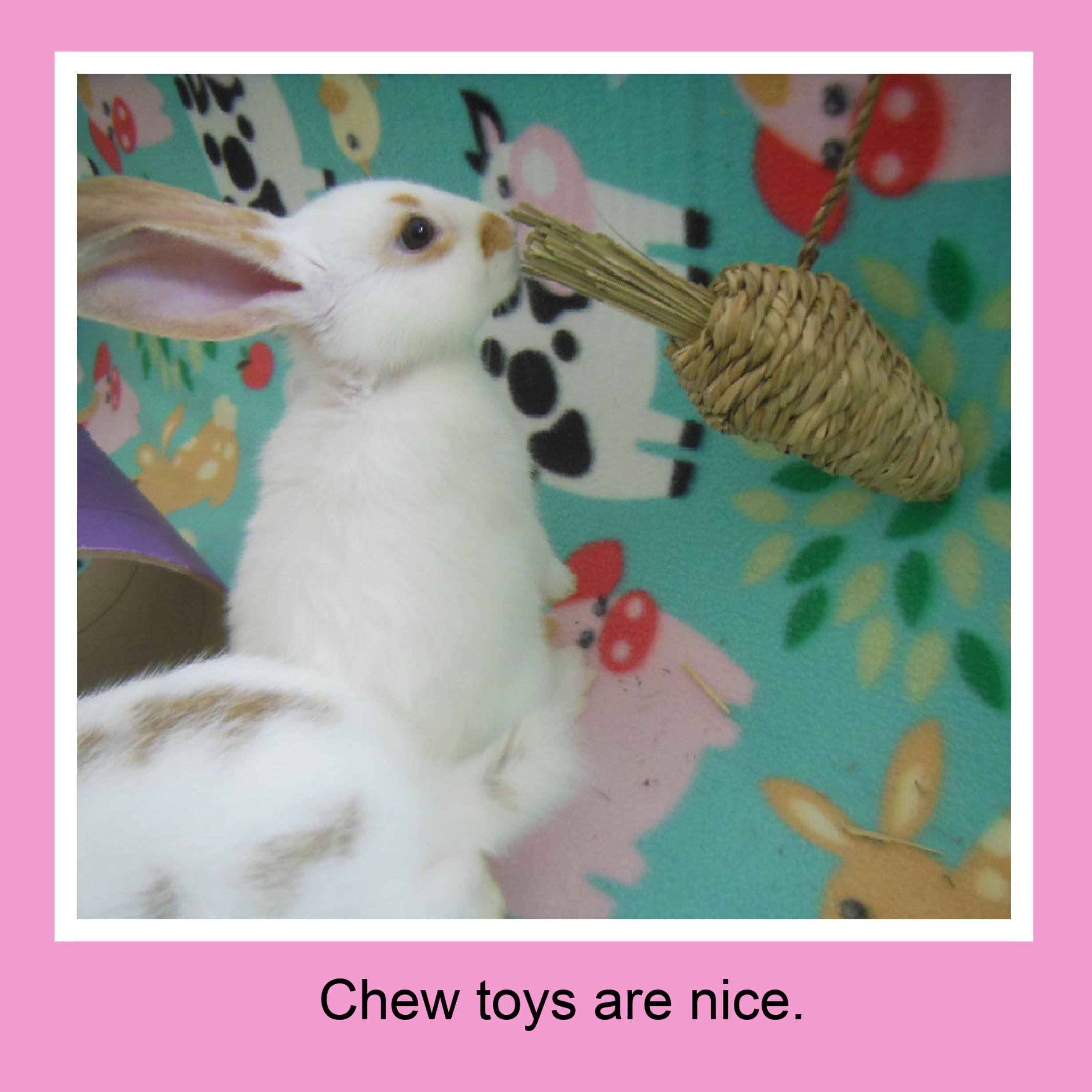 A white rabbit with brown spots biting a woven straw chew toy hanging from a string, on a colorful animal themed blanket.
