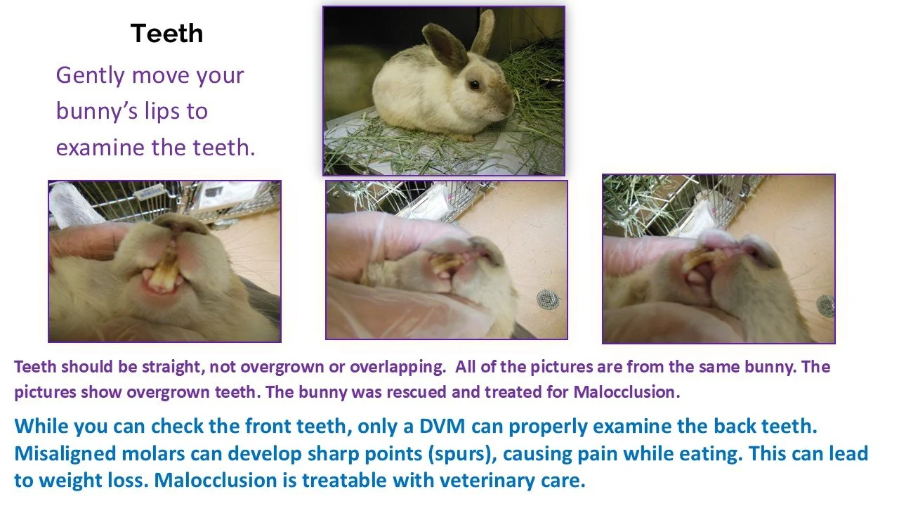 A rabbit with overgrown and overlapping teeth, with photos showing its teeth from different angles and a person examining it, alongside instructional text about dental care for rabbits.