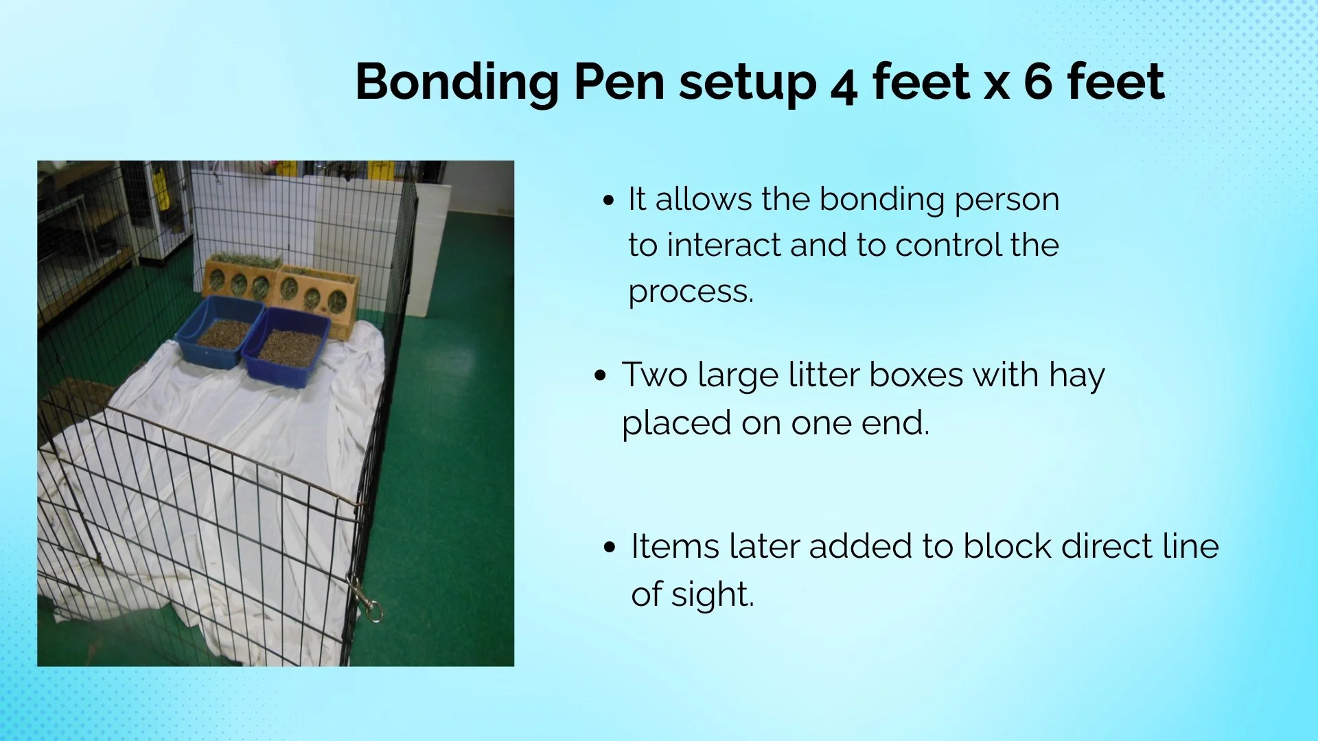 A protocol setup for bonding pen with two large litter boxes on one end behind a white sheet, enclosed in a wire fence with a fall protection cover, on a green floor in a room, with a feeder hanging on the inside of the enclosure.