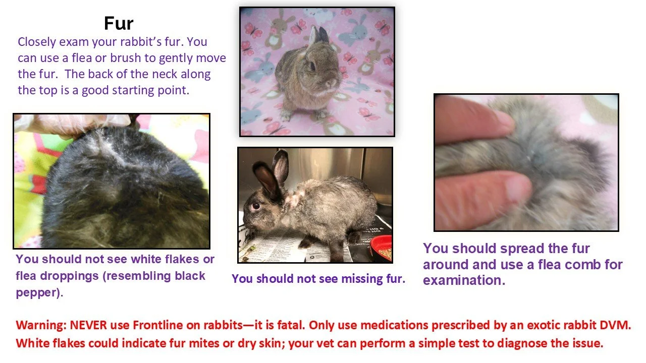 A guide on examining rabbit fur, with photos showing the top of a rabbit's head, a rabbit's belly, and the back of a rabbit's neck, with instructions on how to check for fleas or fur issues.