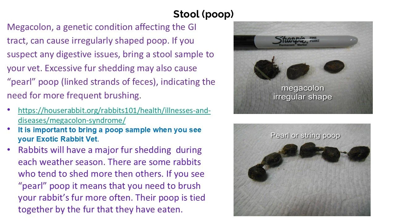 Educational infographic showing two types of rabbit feces: irregular shaped megacolon feces with a fine point marker for size reference, and a string of pearl-like feces indicating the need for more frequent grooming.