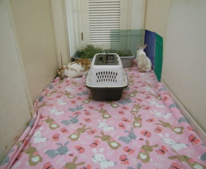 Two rabbits, one brown and white and the other white, in a small indoor enclosure with a pink blanket decorated with bunnies and butterflies, a pet carrier, and a grass area.