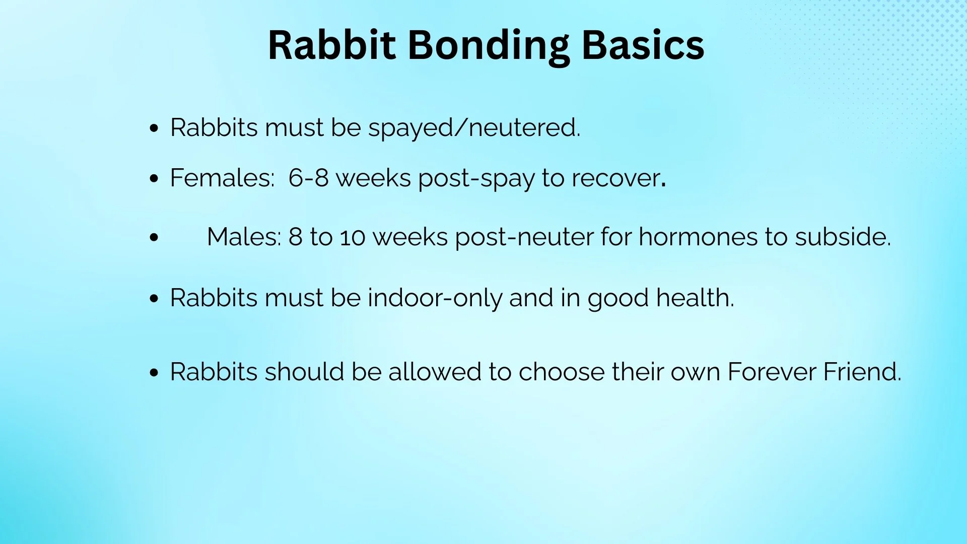A PowerPoint slide titled 'Rabbit Bonding Basics' on a light blue background, listing guidelines for bonding rabbits including spaying, neutering, recovery times, indoor health, and choosing a Forever Friend.