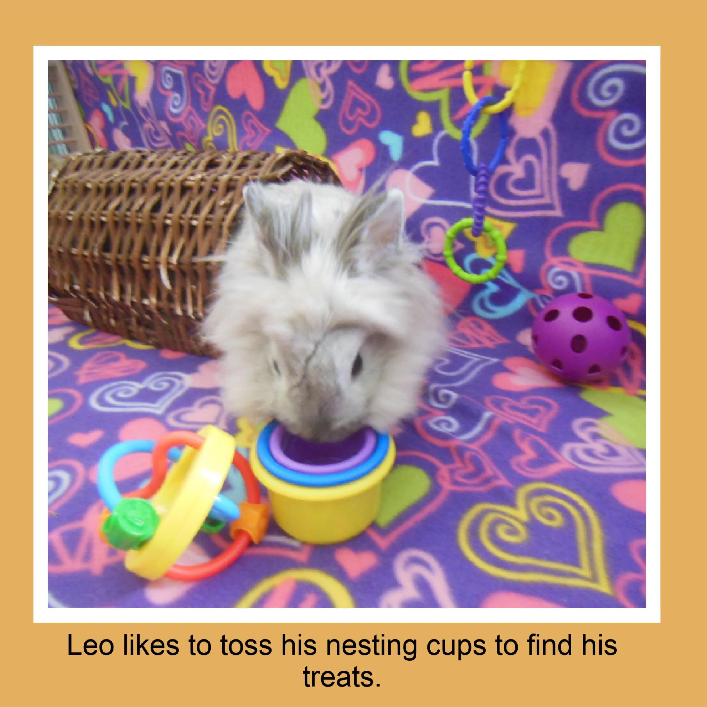 A fluffy white rabbit with gray markings on its face, sniffing a yellow nesting cup with purple inside. The bunny is on a colorful blanket decorated with hearts and swirls. There are various pet toys around, including a purple ball with holes, a plas