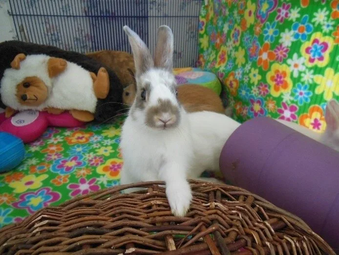 Nibbles was later adopted