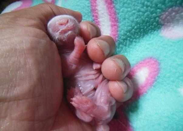 A human hand gently holding a tiny, newborn puppy, with a colorful blanket in the background.