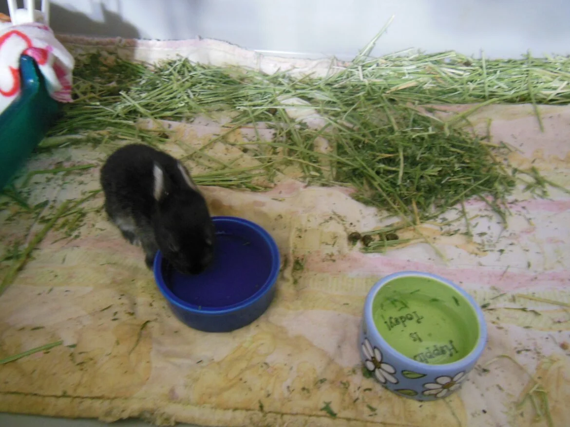 A small black and white hamster drinking water from a blue bowl, with another green bowl nearby and hay scattered around a bedding area.