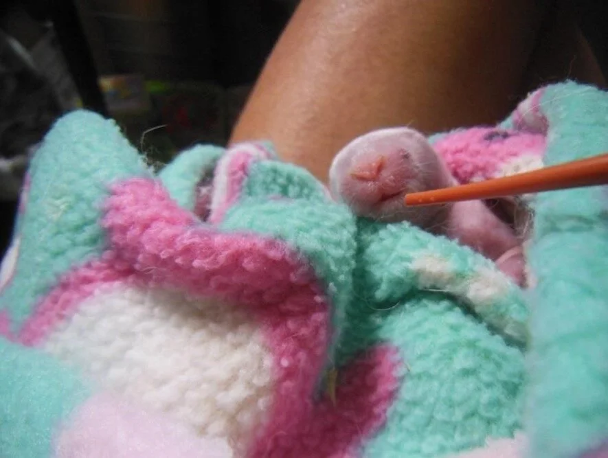 A tiny, newborn puppy wrapped in a colorful, soft blanket, held gently in a person's hand, with a droplet running down its face.