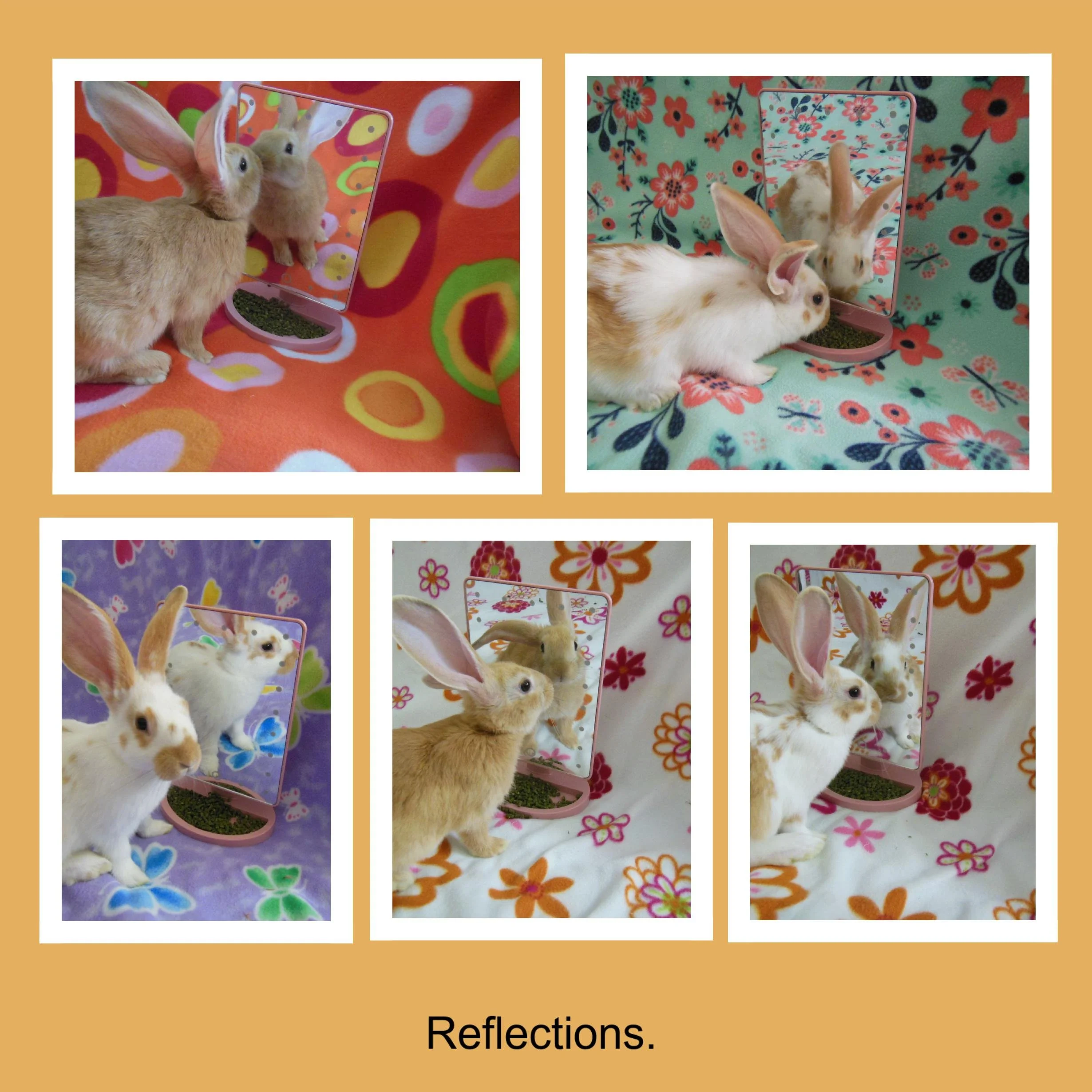Growing_into_our_ears_final_2_29_2024-images-12.jpg
