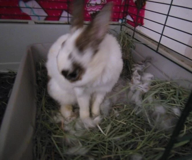A white and brown rabbit sitting on hay inside a wire cage.