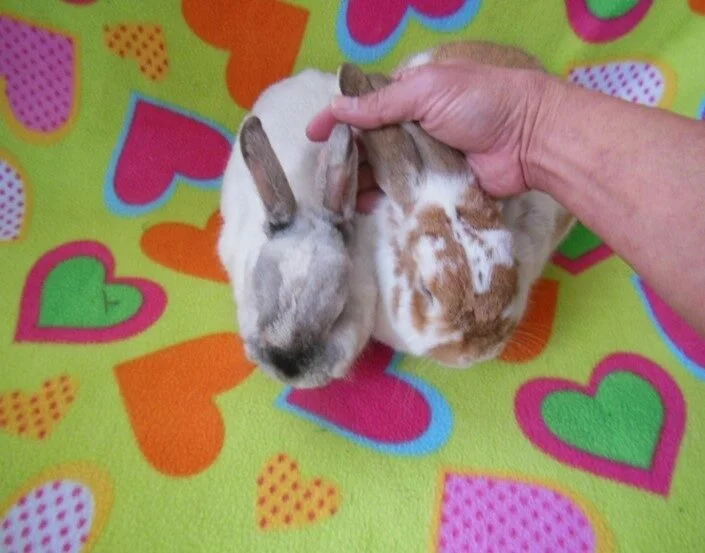 rabbit bonding holding rabbits together and doing ear massage