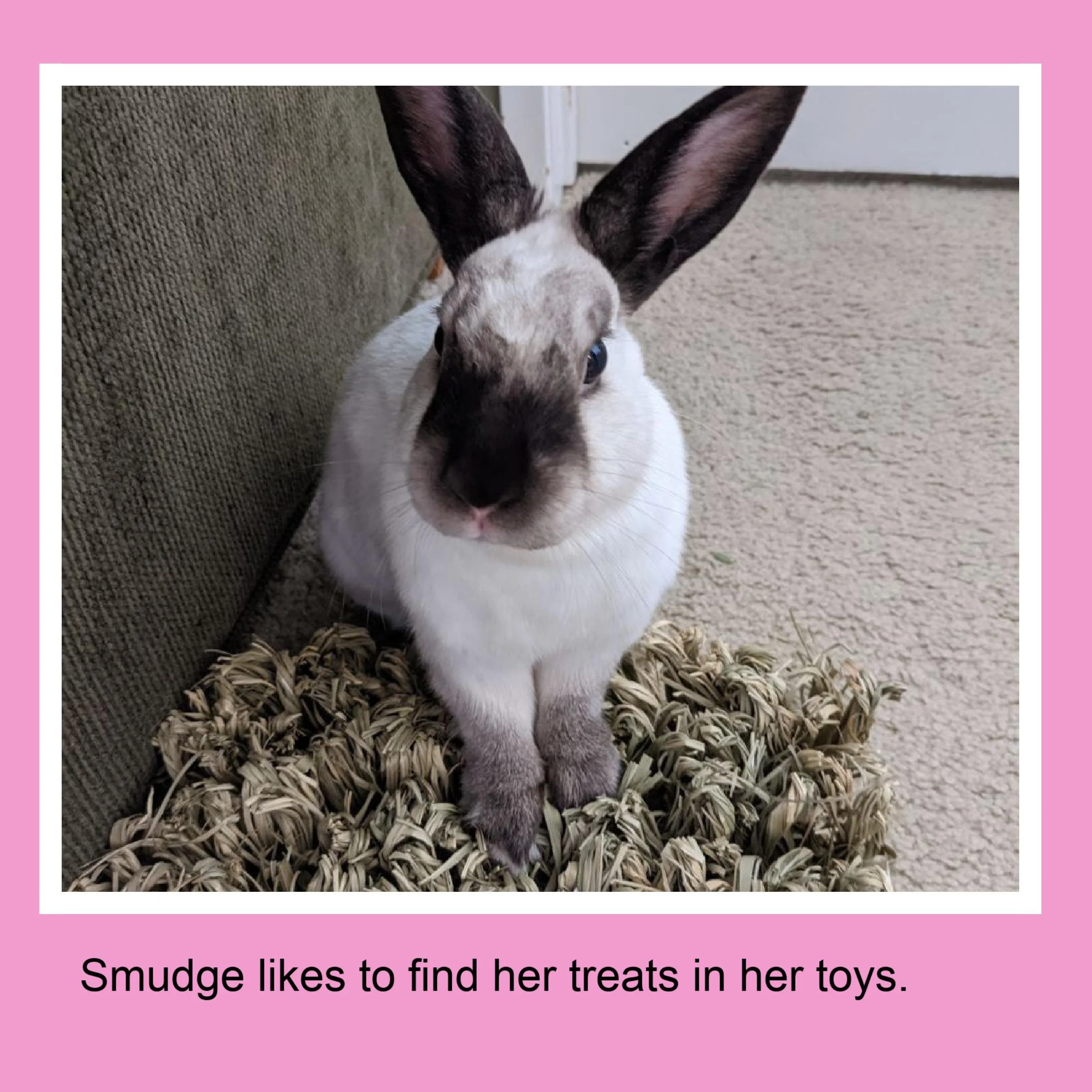 Image of a rabbit with white and black fur sitting on a pile of straw or dried grass, next to a green sofa and a carpeted floor.