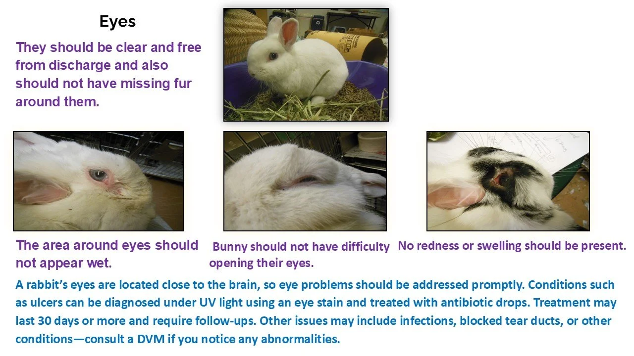 Information sheet on rabbit eye health with three photos showing a healthy rabbit eye, a rabbit eye with redness, and a rabbit with swollen eye, along with text describing proper eye care and health concerns for rabbits.