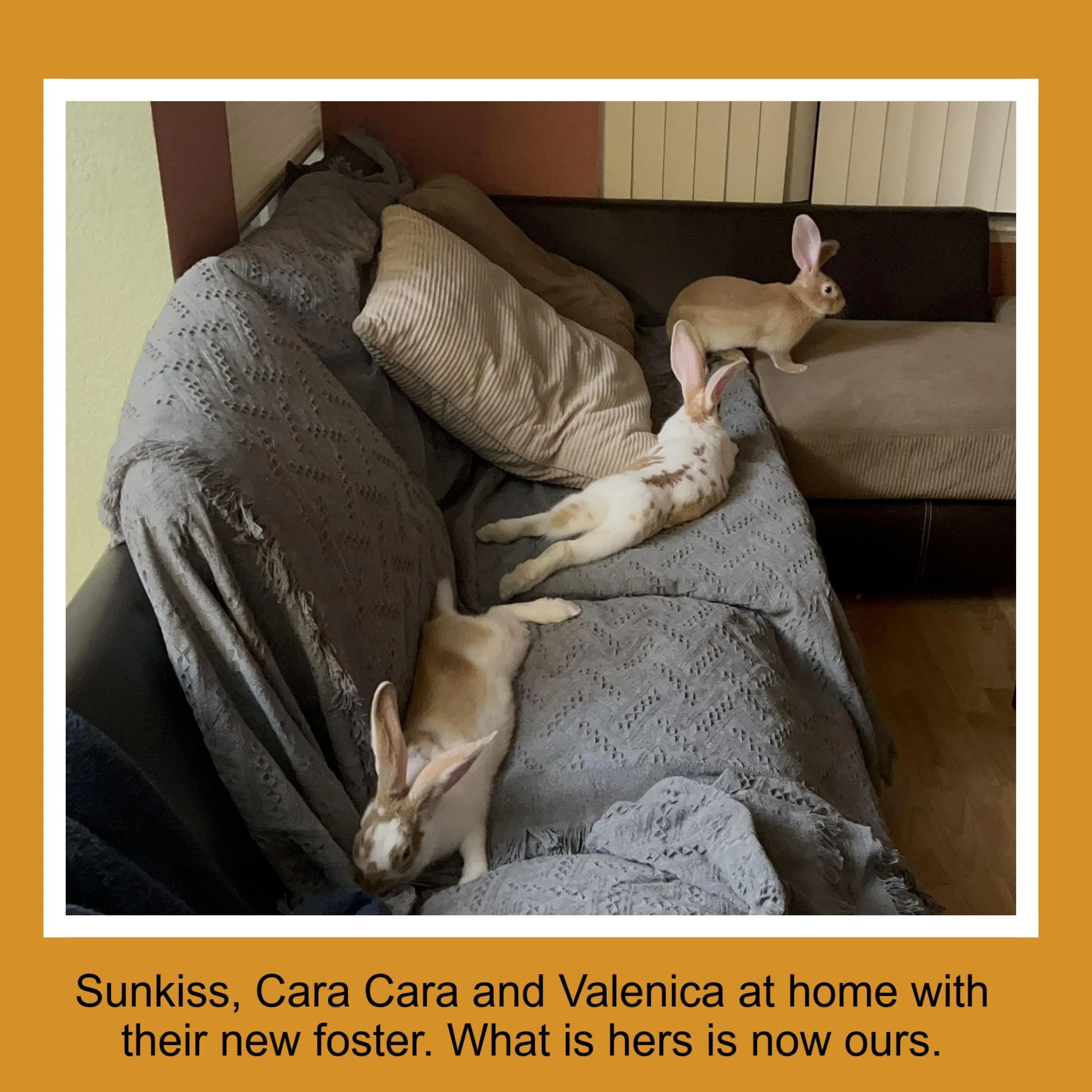 Three rabbits relaxing on and around a couch and a chair in a living room.