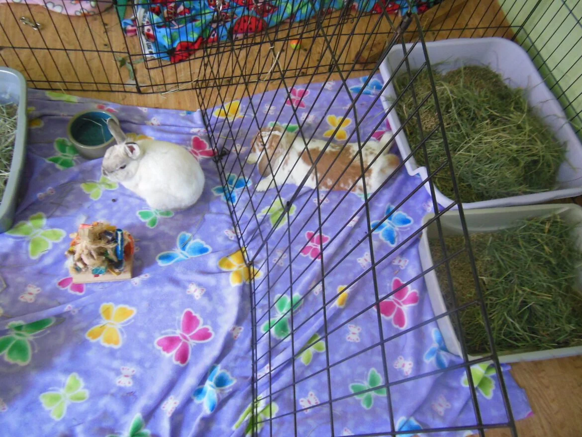 sugarplum and binx are relaxed in the their side by side housing