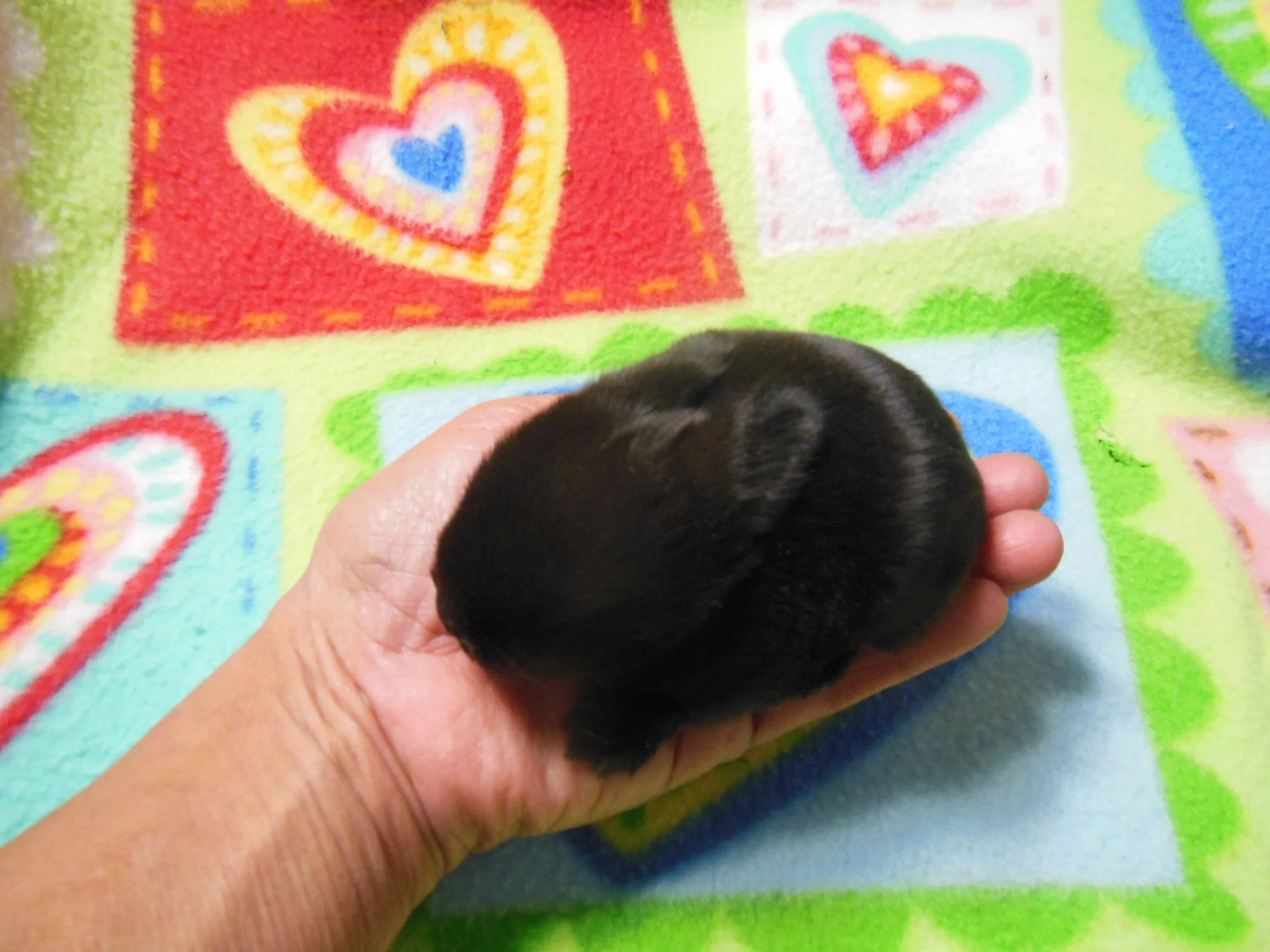 2 week old baby rabbit fits into the palm of your hand.