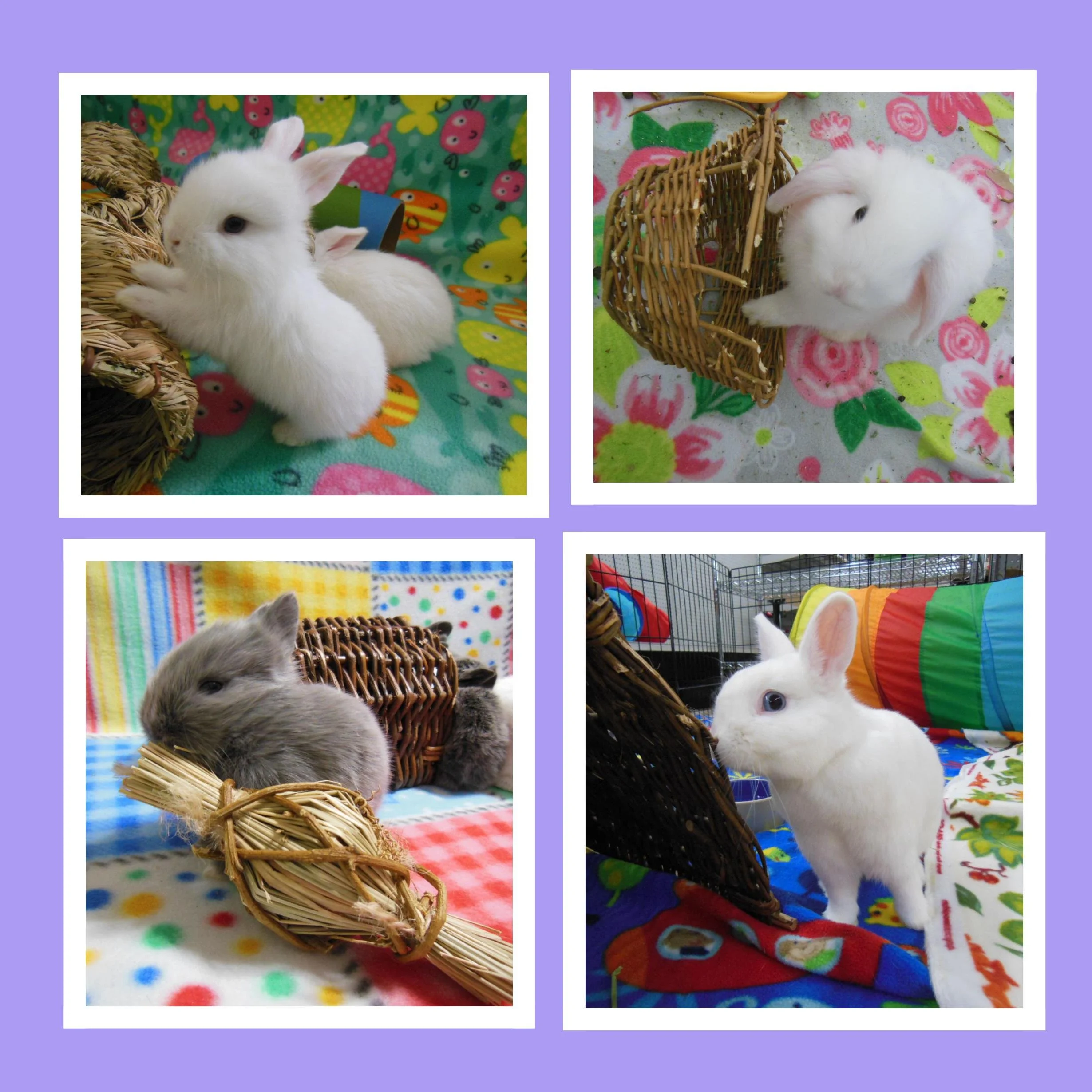 Four photos of adorable baby rabbits in colorful backgrounds and play areas.
