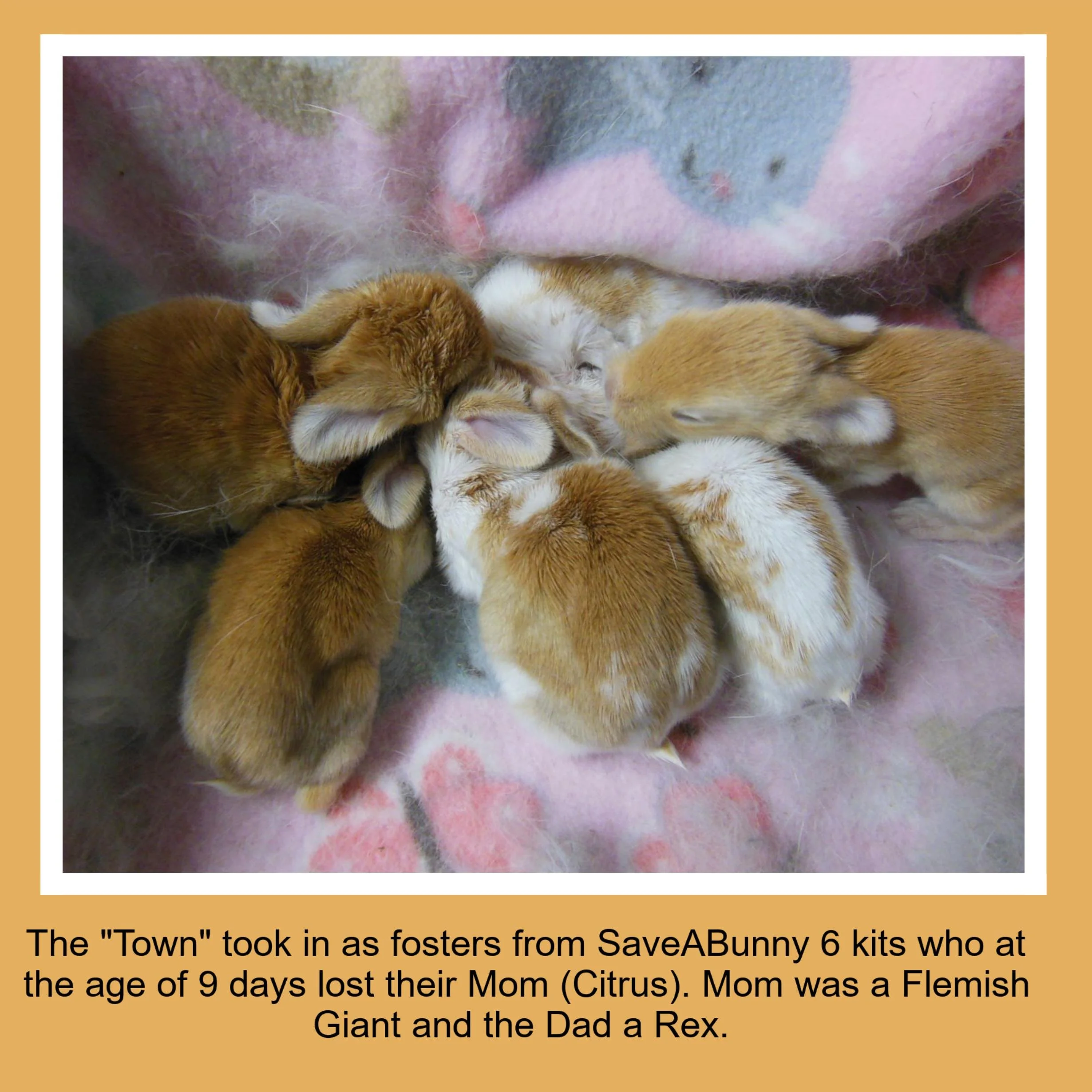 Six baby rabbits snuggling together on a pink fleece blanket.