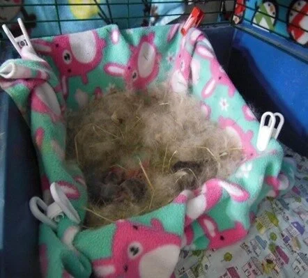 A small, furry hamster sleeping on a pink and green bunny patterned fleece in a cage.