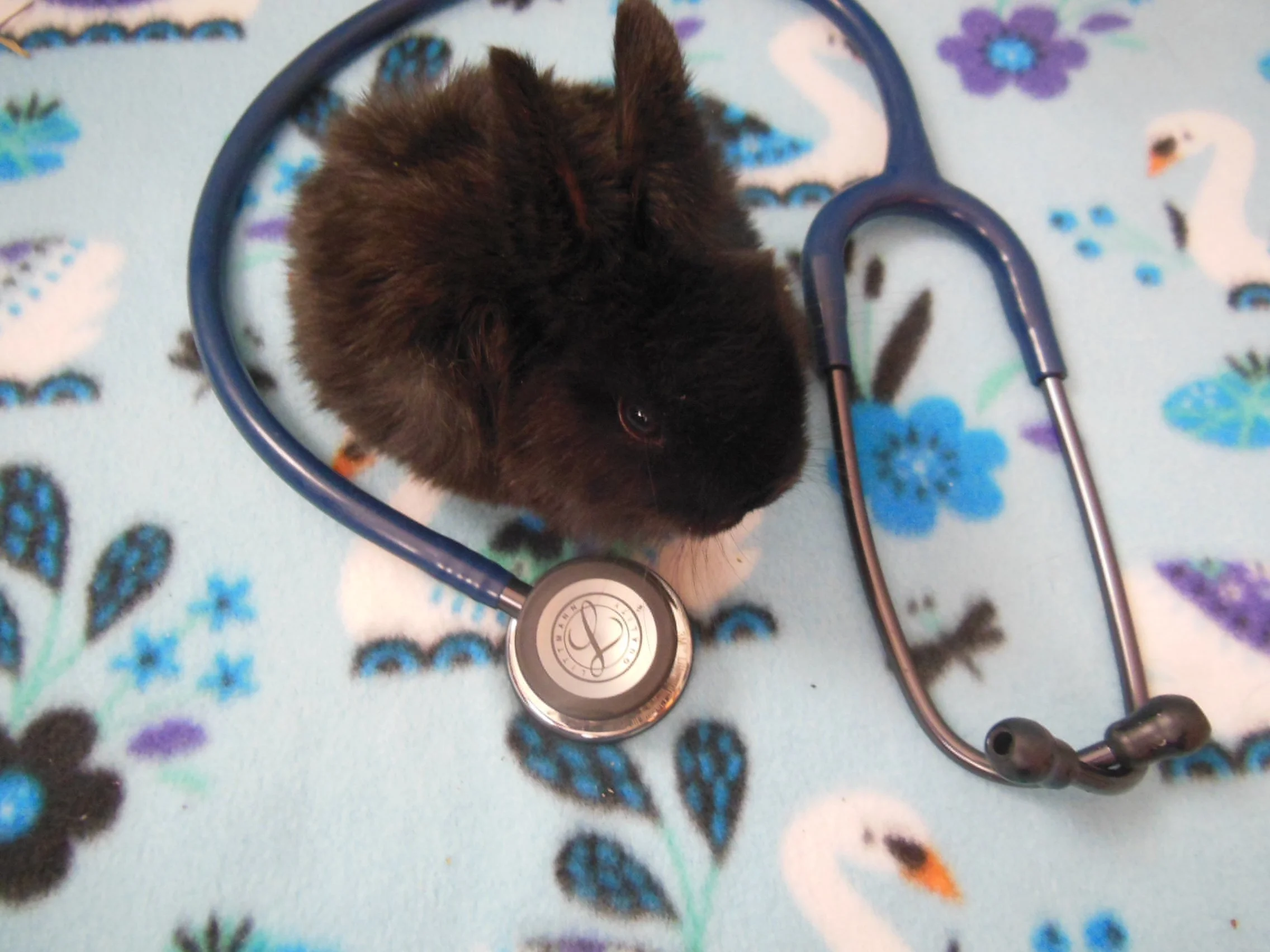 We called our Exotic Rabbit Vet to treat Michi.