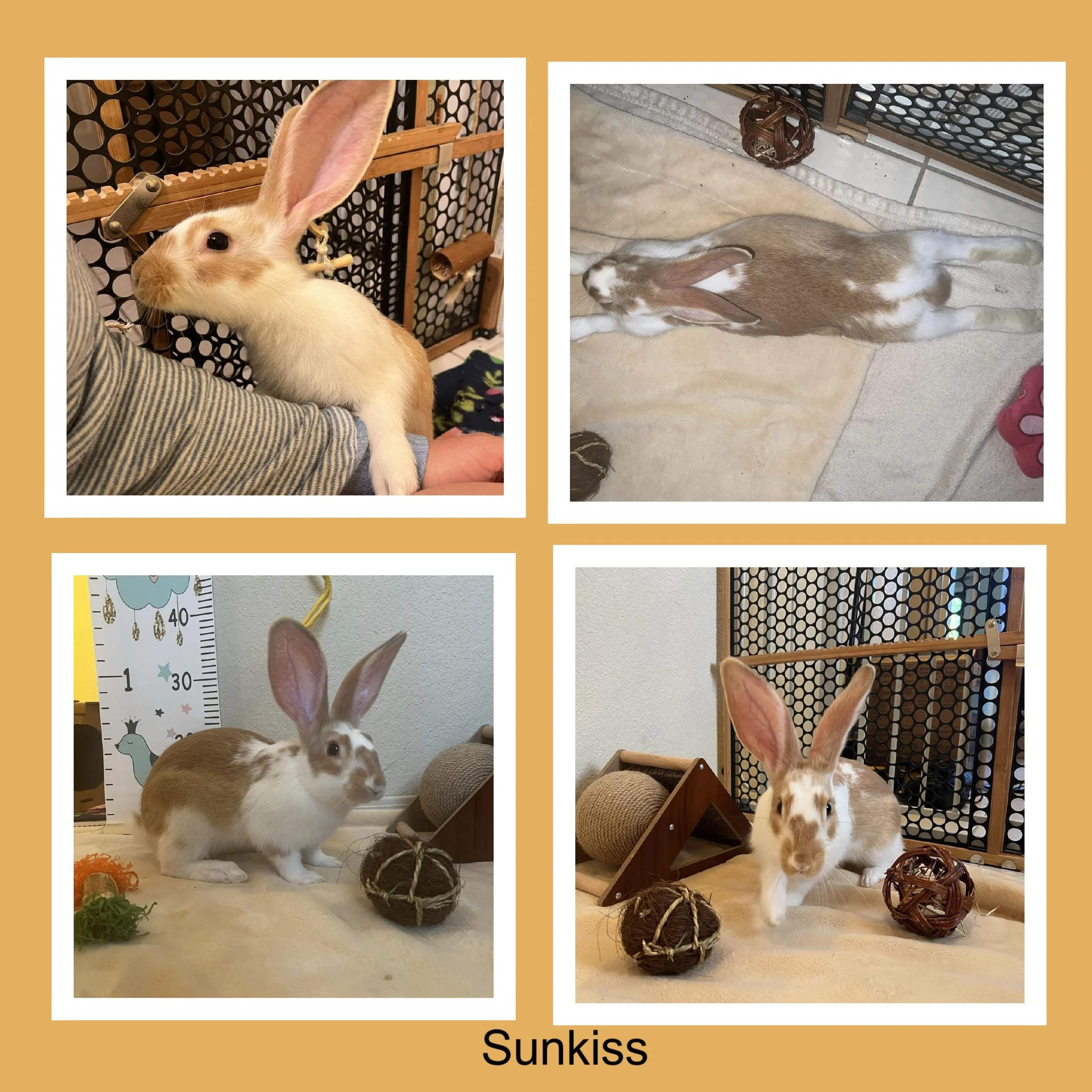 Four photos of a rabbit named Sunkiss in different settings. In the top left, Sunkiss is being held by a person in front of a pet enclosure. In the top right, Sunkiss is lying on a beige carpet. In the bottom left, Sunkiss is sitting next to a height