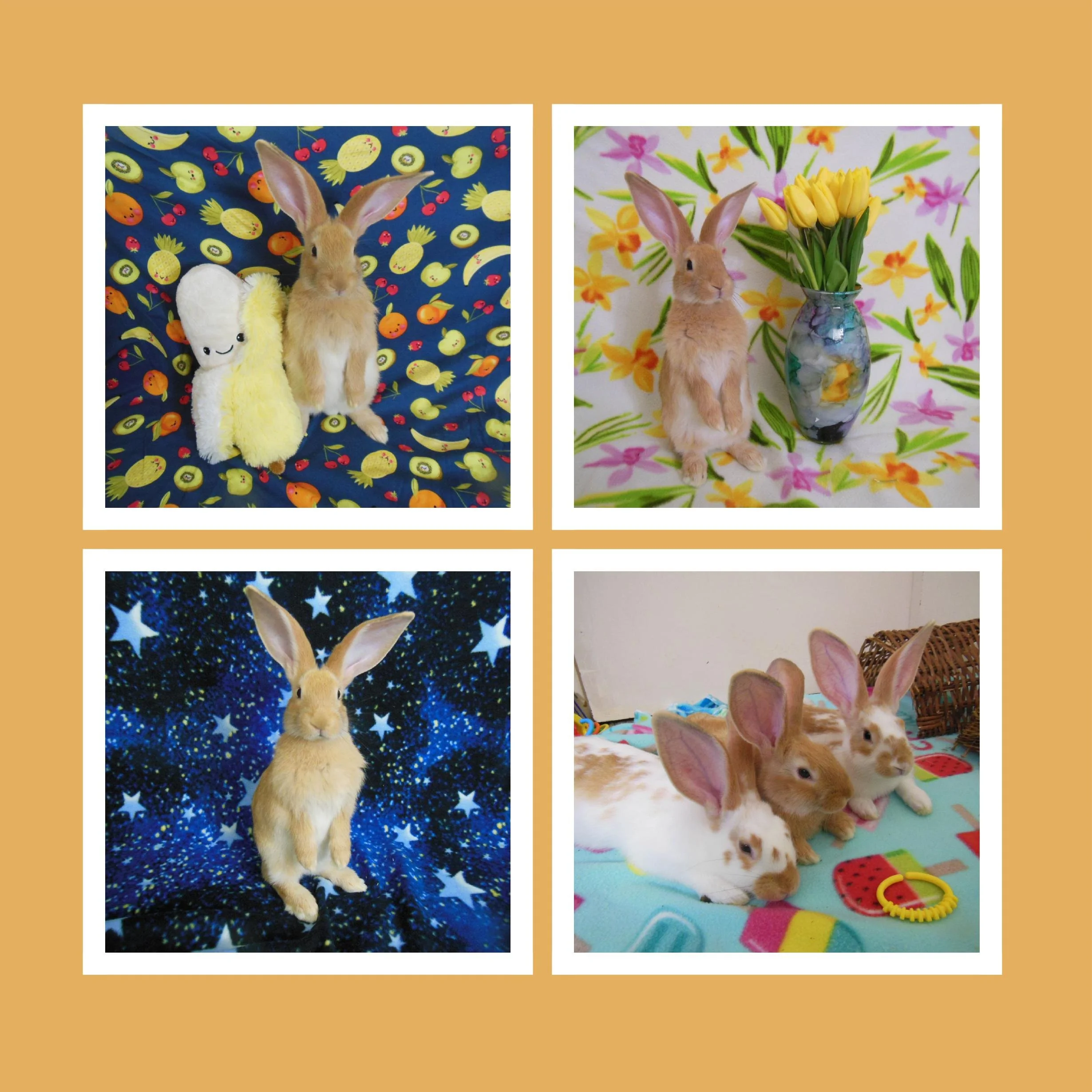 Collage of four images of rabbits with different backgrounds and settings.