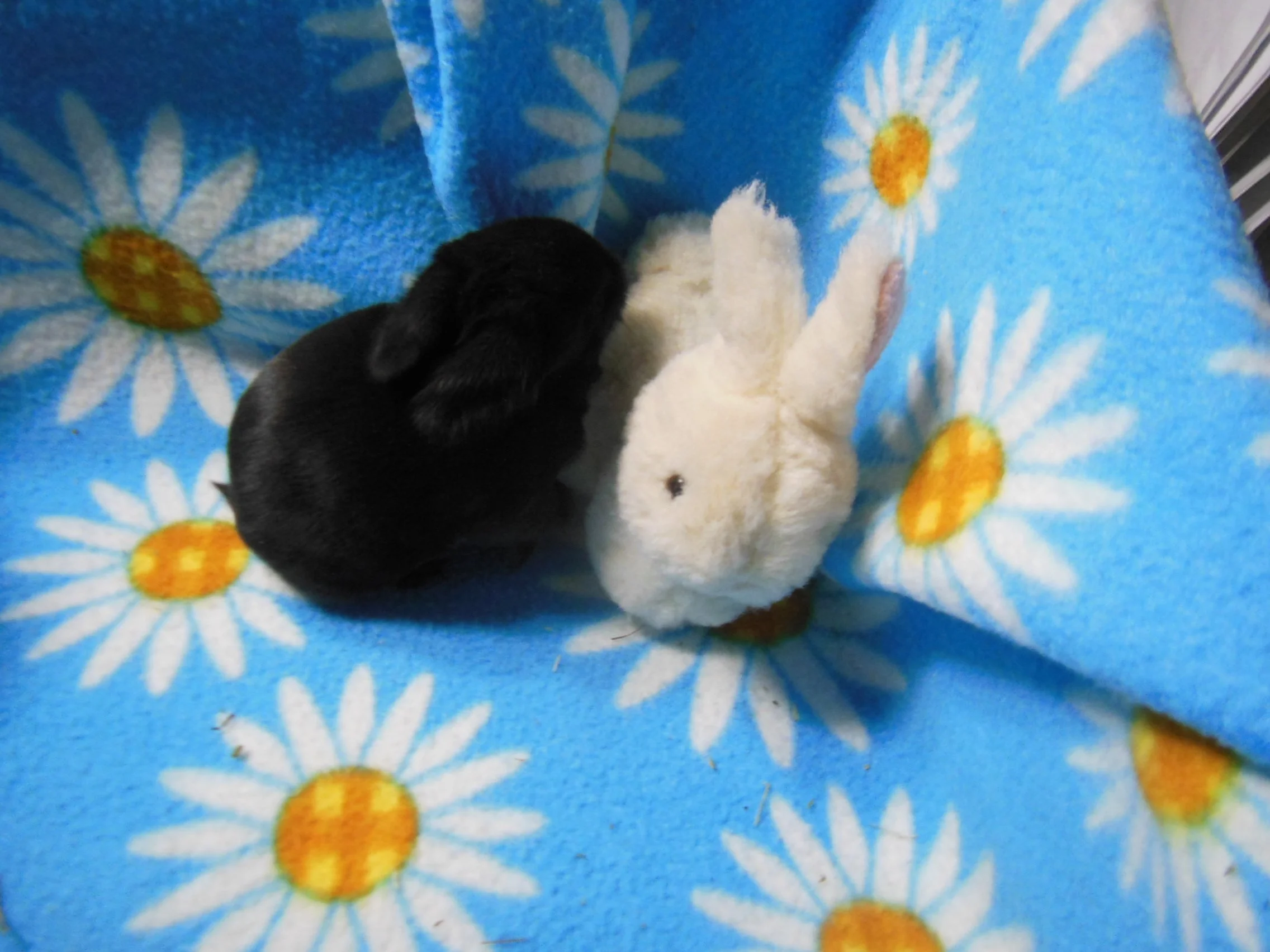 Michi in his nesting box with a plush rabbit that we call Bunny Friend. Michi was smaller then Bunny Friend.