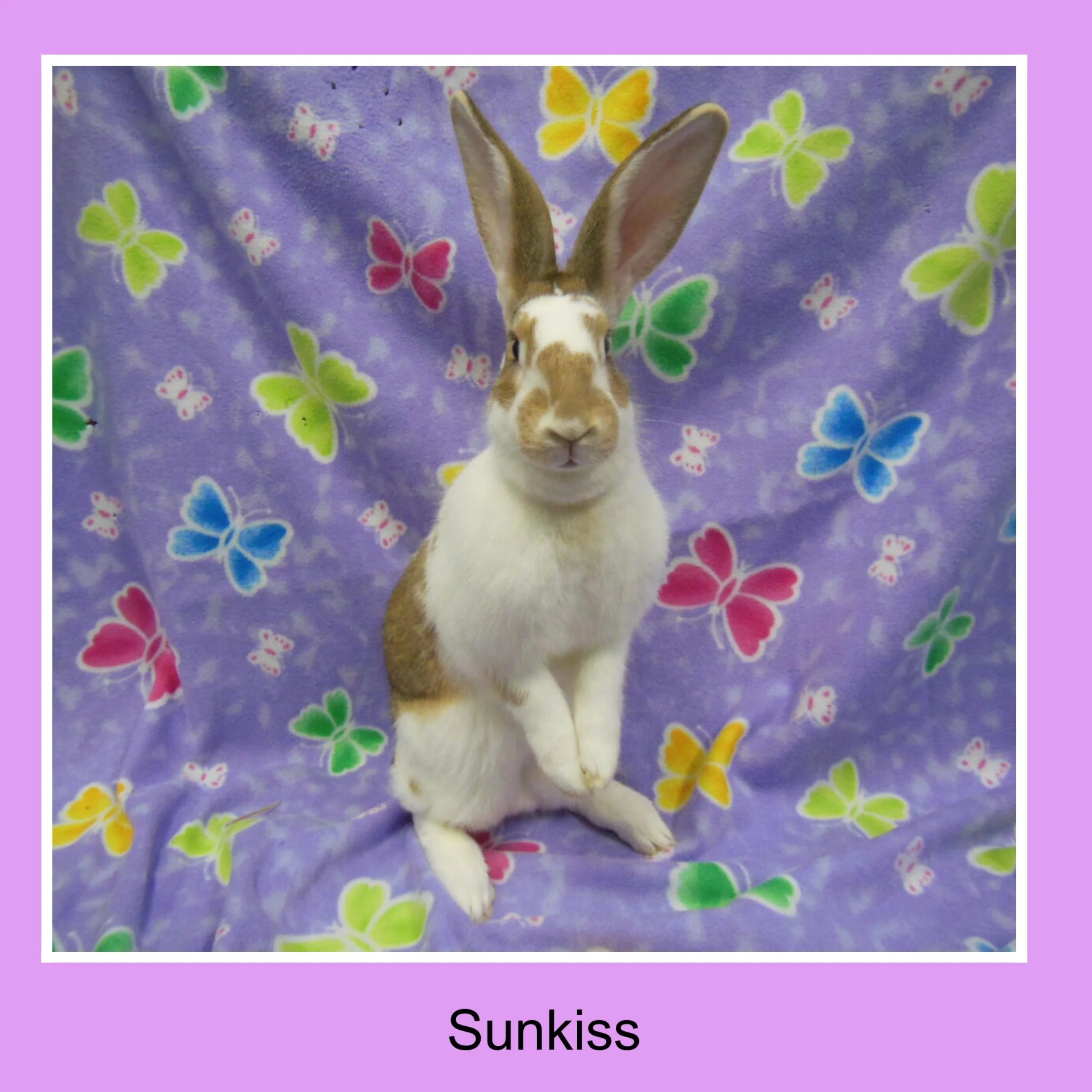 A brown and white rabbit with long ears sitting on a purple butterfly-patterned blanket.