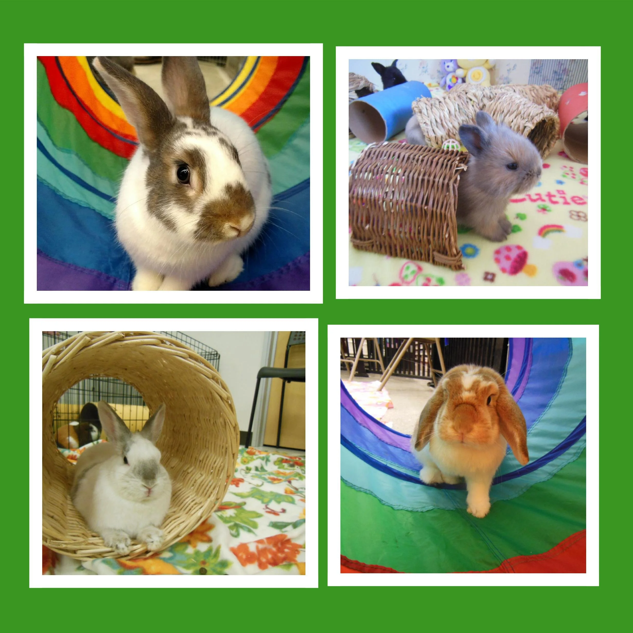 Collage of four rabbits, each in different settings: tunnel, willow tunnel, sitting in a tunnel and playing in a tunnel