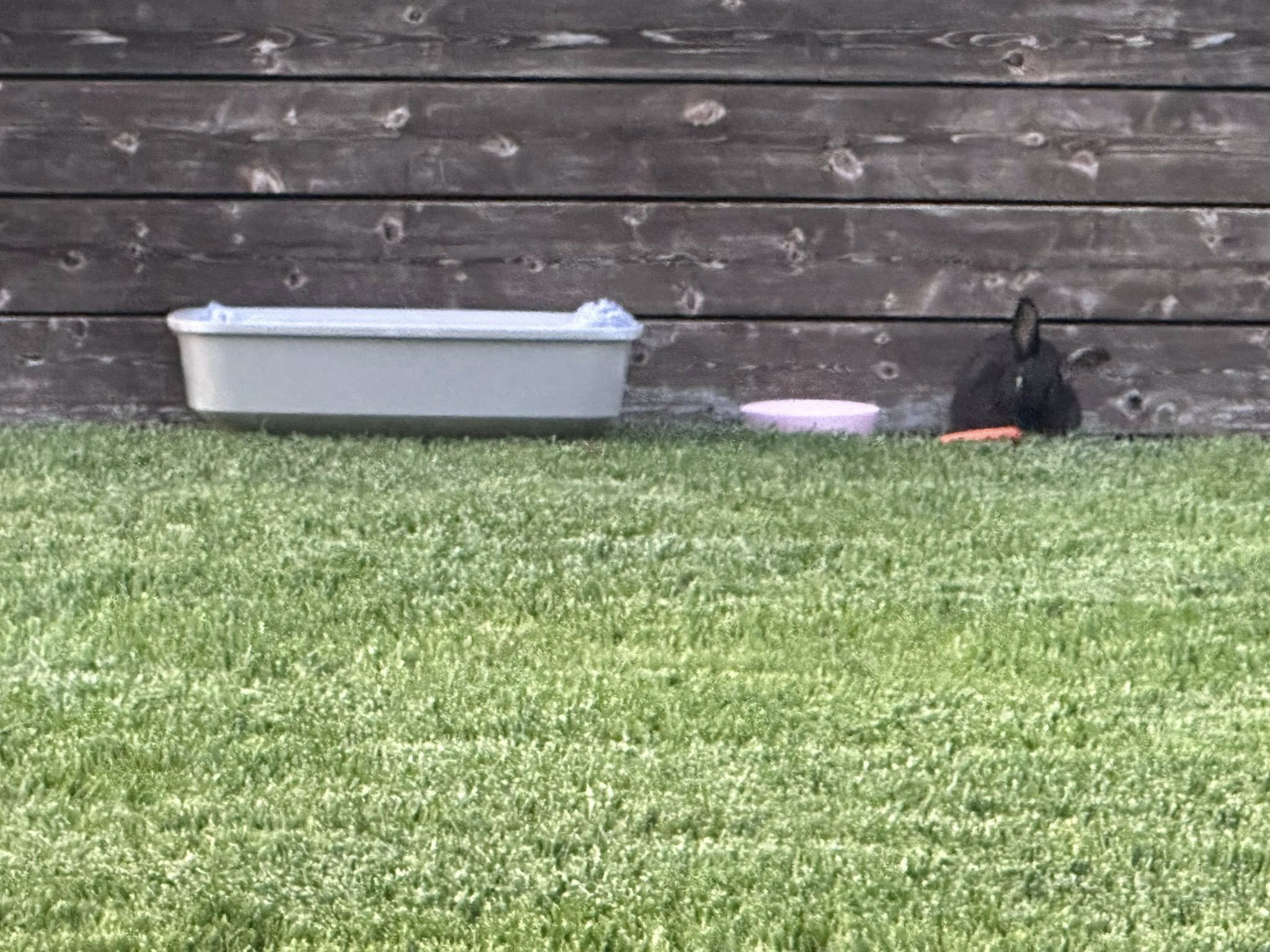 A duck sitting on a grassy yard next to a pink food dish, with a gray water container nearby, against a wooden fence background.