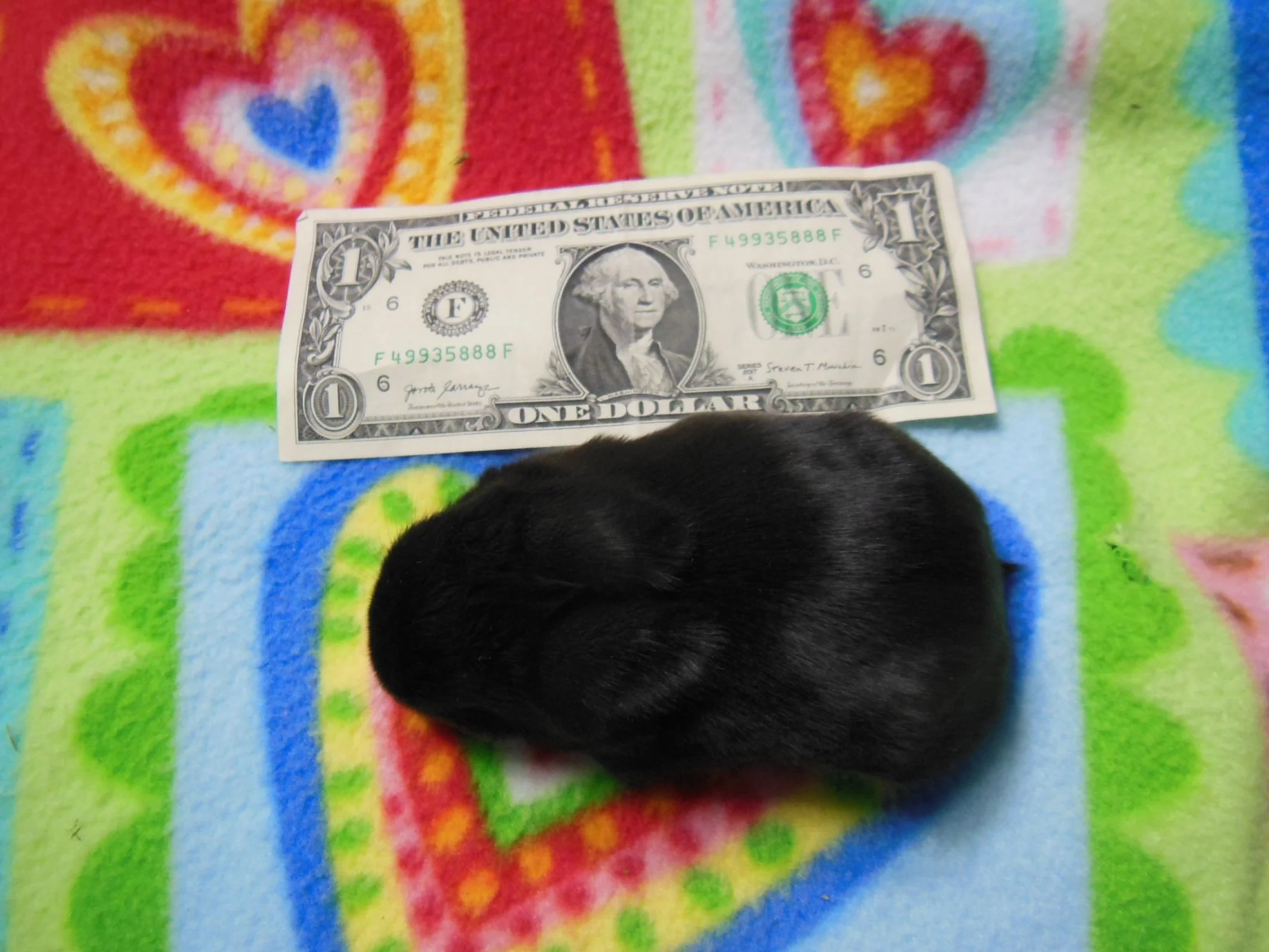 2 week old baby rabbit is smaller then a dollar bill.
