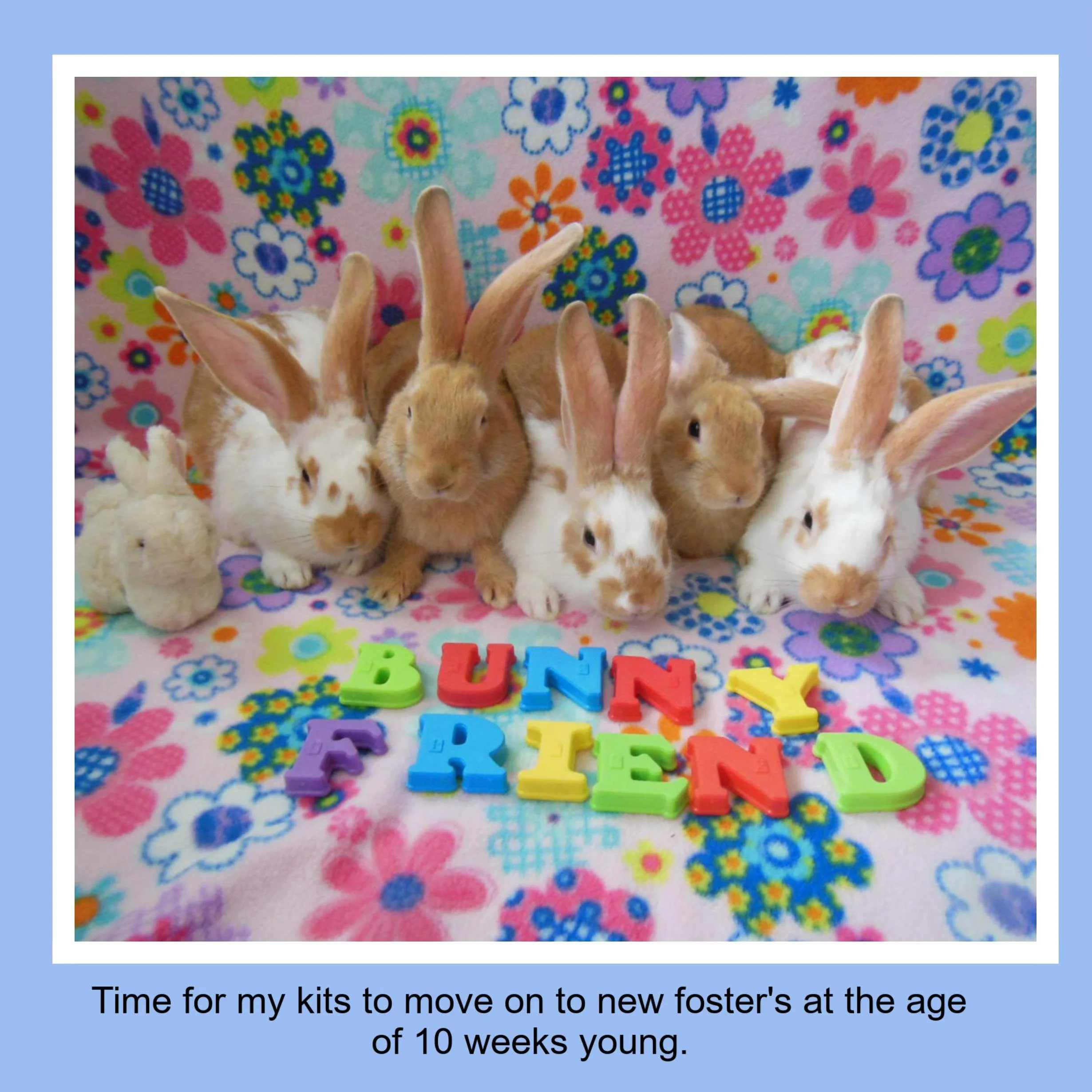 Six baby rabbits sitting on a colorful floral blanket with foam letters spelling 'BUNNY FRIEND' in front of them. A small plush bunny toy is on the left.