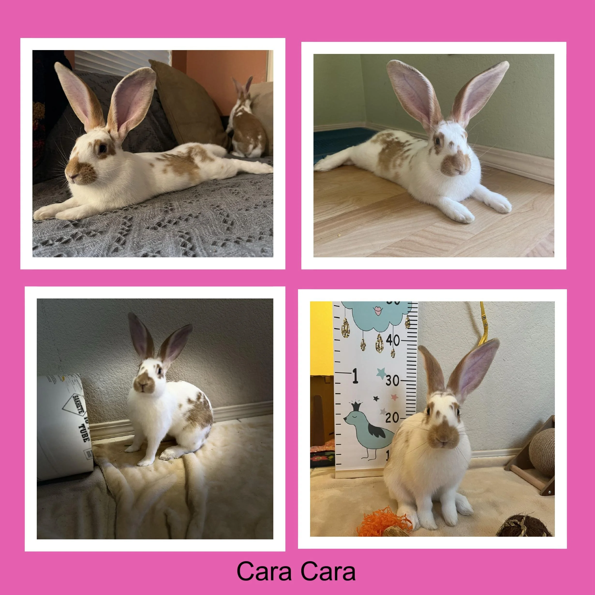 Four photos of a white rabbit with large ears and brown spots, resting and sitting in various locations indoors against colorful backgrounds with a pink border, and a caption that says 'Cara Cara'.