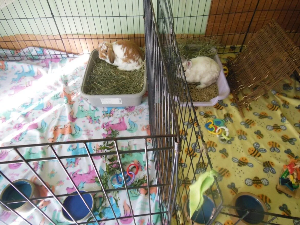side by side housing for Sugarplum and Bin,