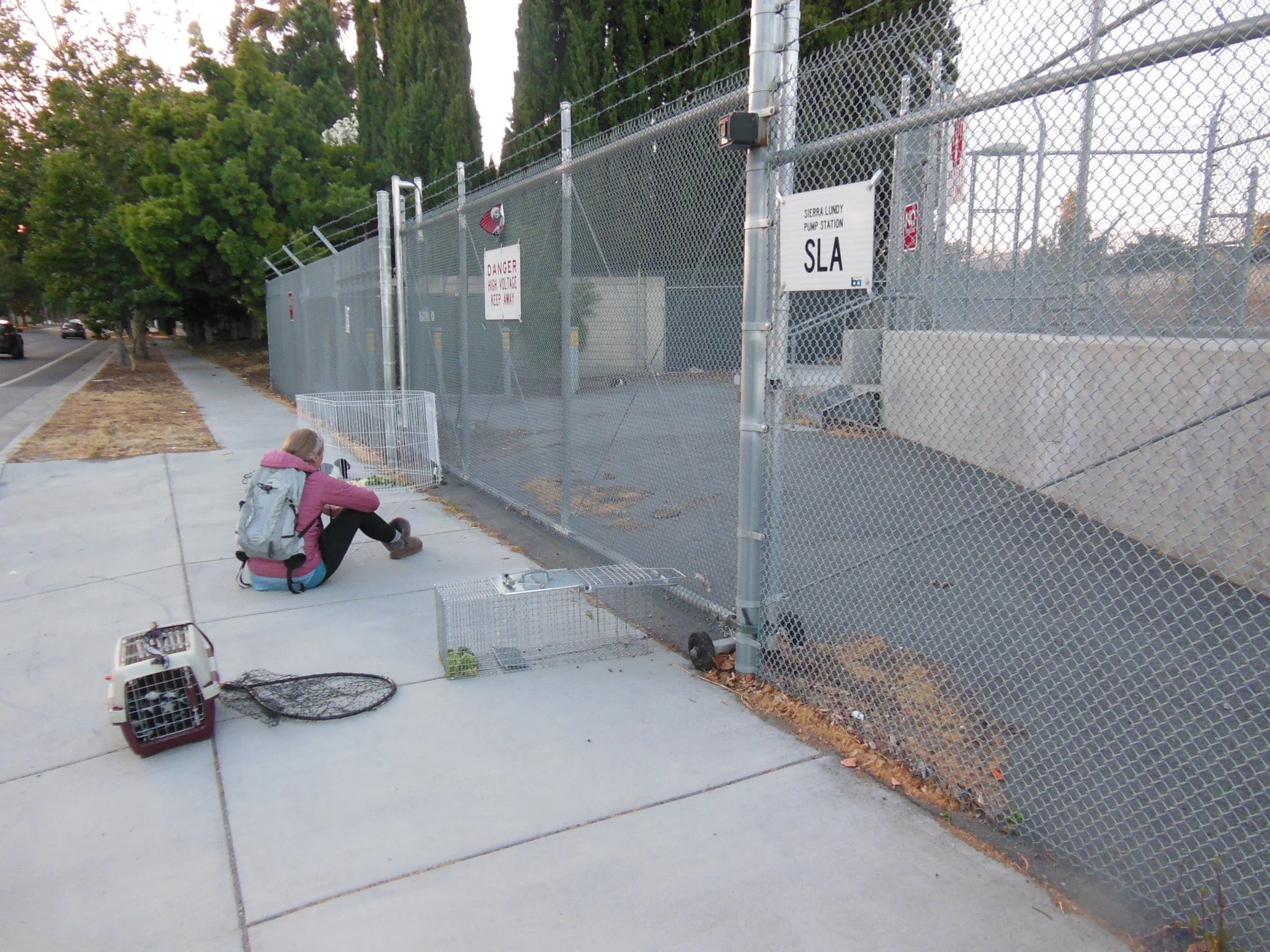 sitting watching the rabbit rescue trap one is a cat rescue trap