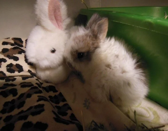 Two fluffy baby rabbits, one white with pink ears and the other brown and white, sitting close together on a leopard print blanket.