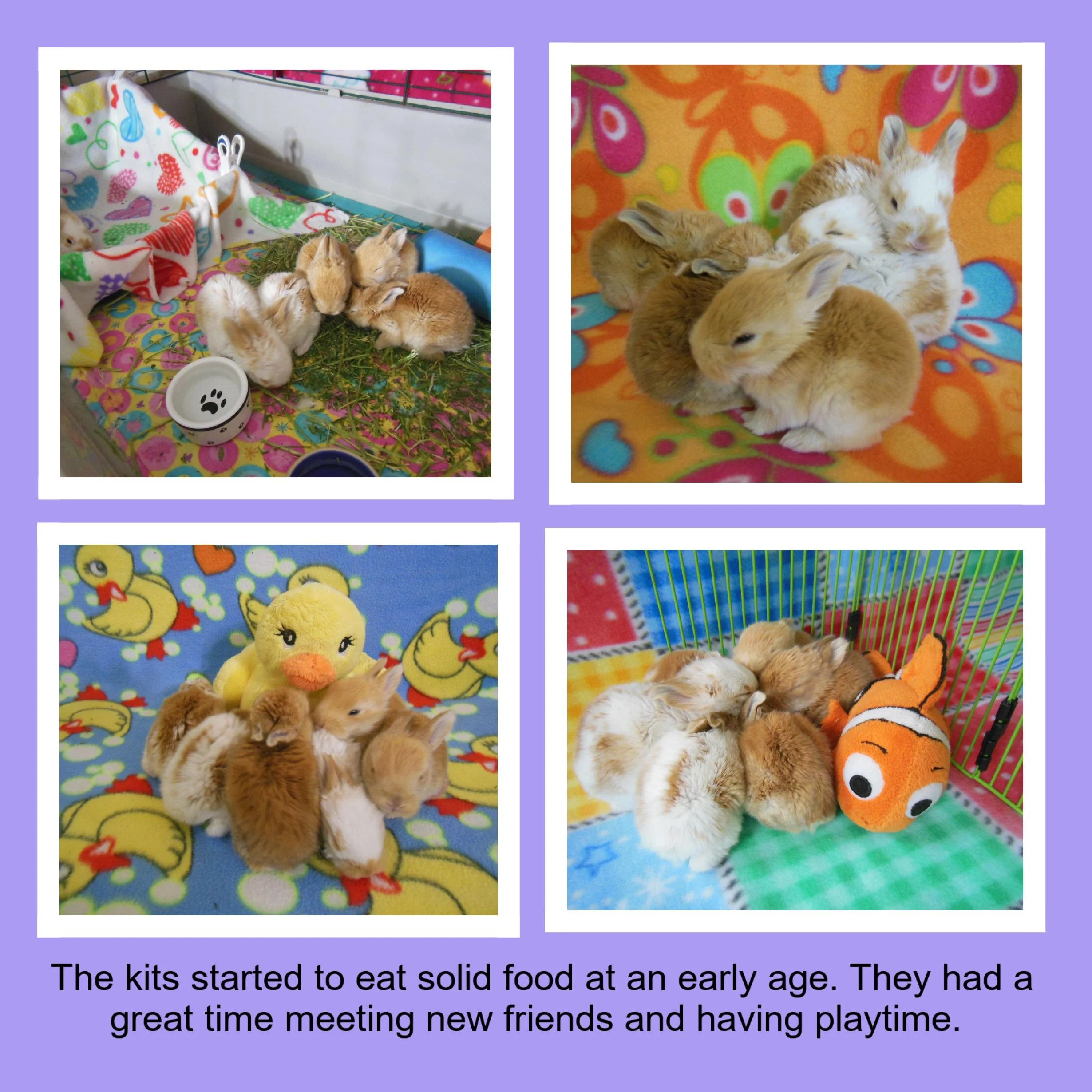 A collage of four photos showing groups of baby rabbits and chicks in colorful setups. The first photo has baby rabbits eating hay with feeding bowls. The second has rabbits on a bright floral blanket. The third shows rabbits with a plush duck toy on